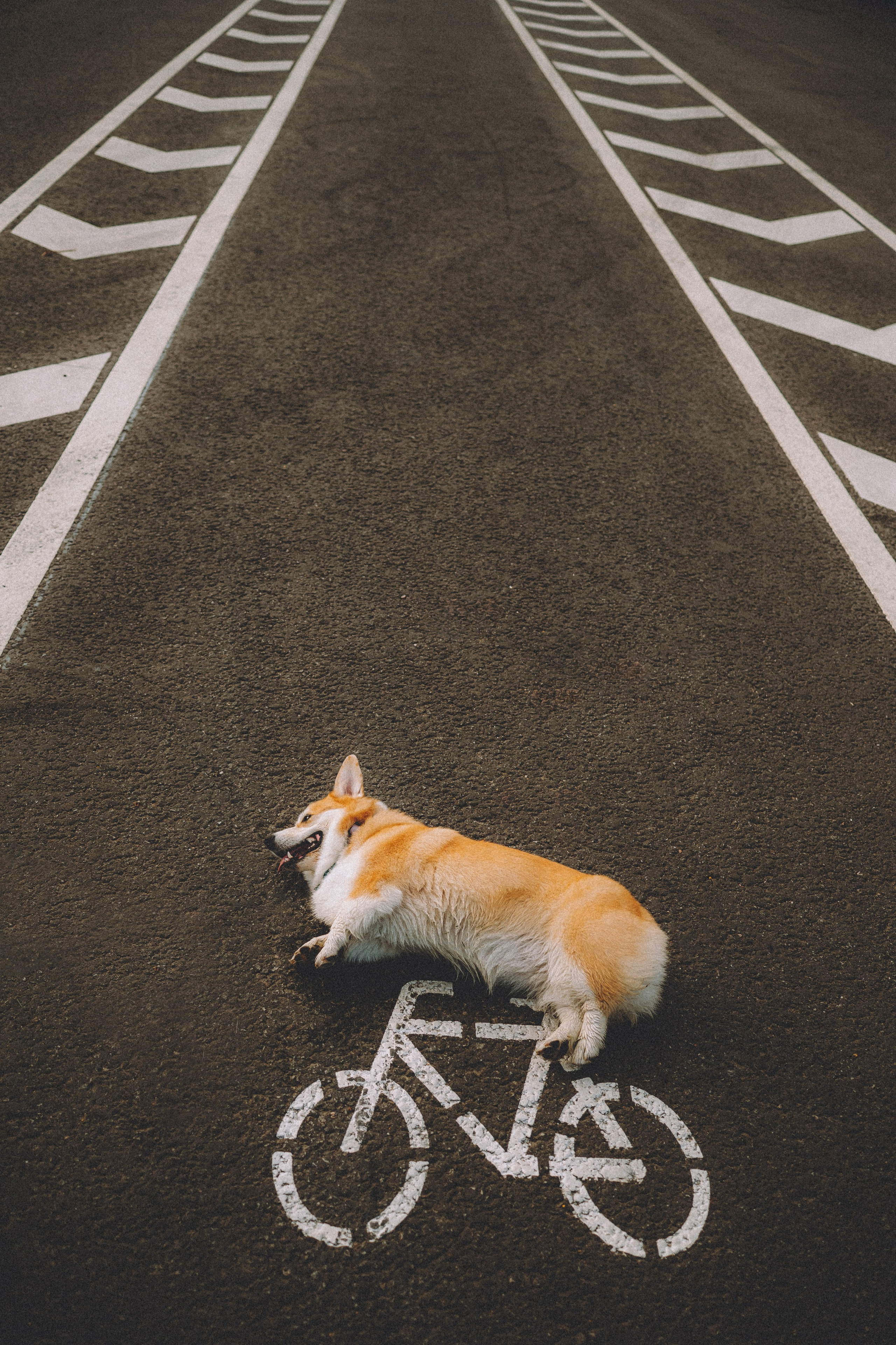 Пуговка и ее семья