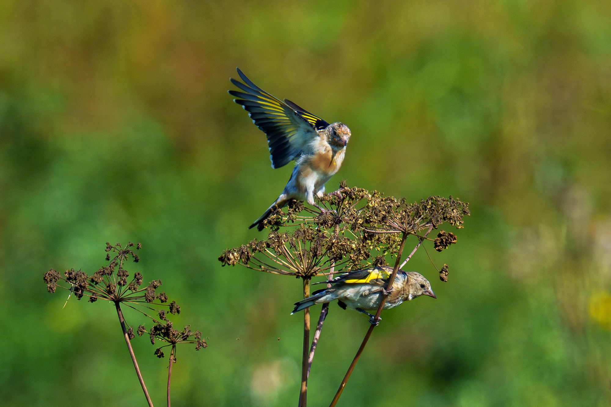 Удивительные мир птиц. Вокруг нас столько прекрасного — присмотритесь!. Ваш личный фотограф Марина Волкова