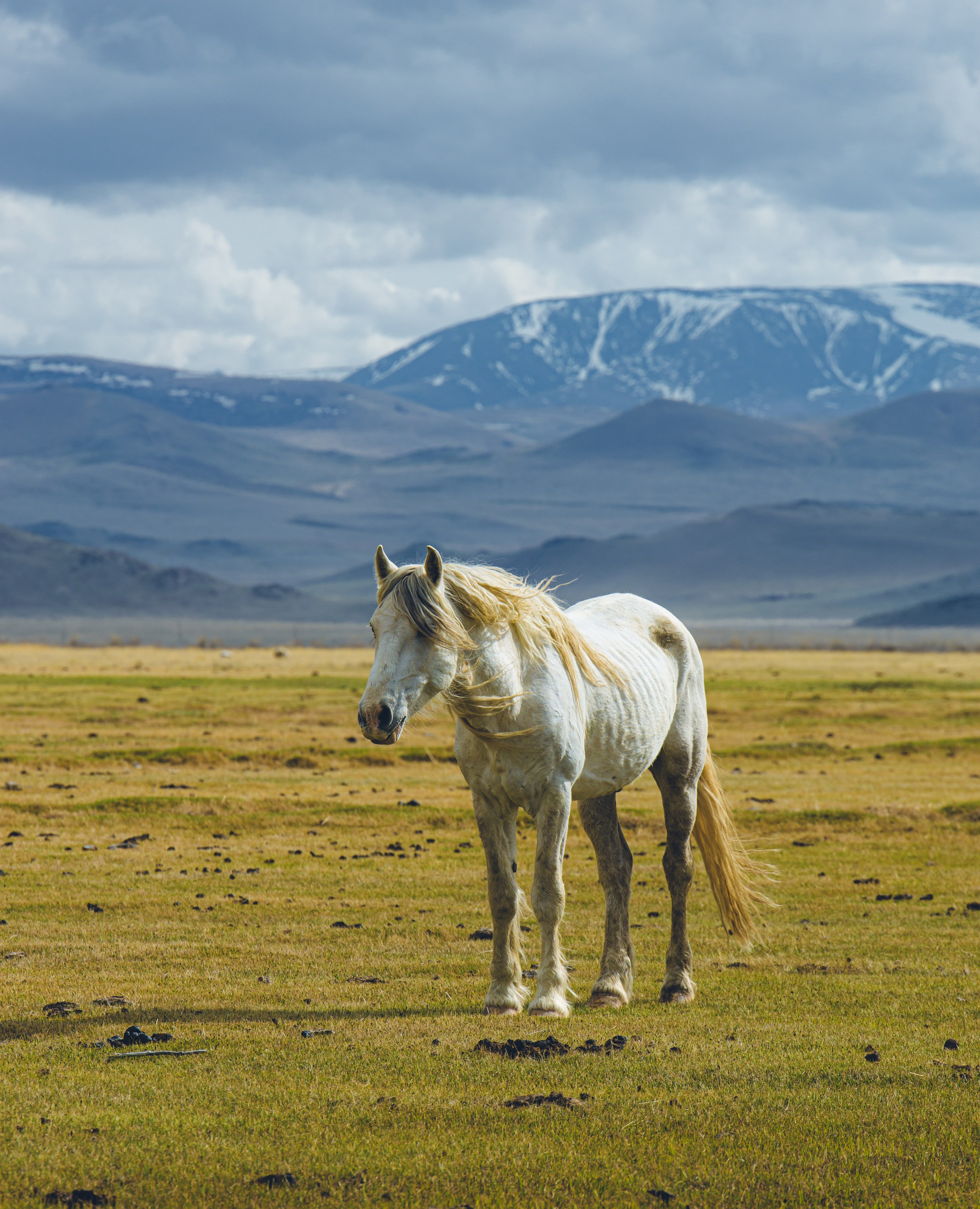 Алтай (май 2024). Фотограф ваших событий в Красноярске — Макс Захарченко