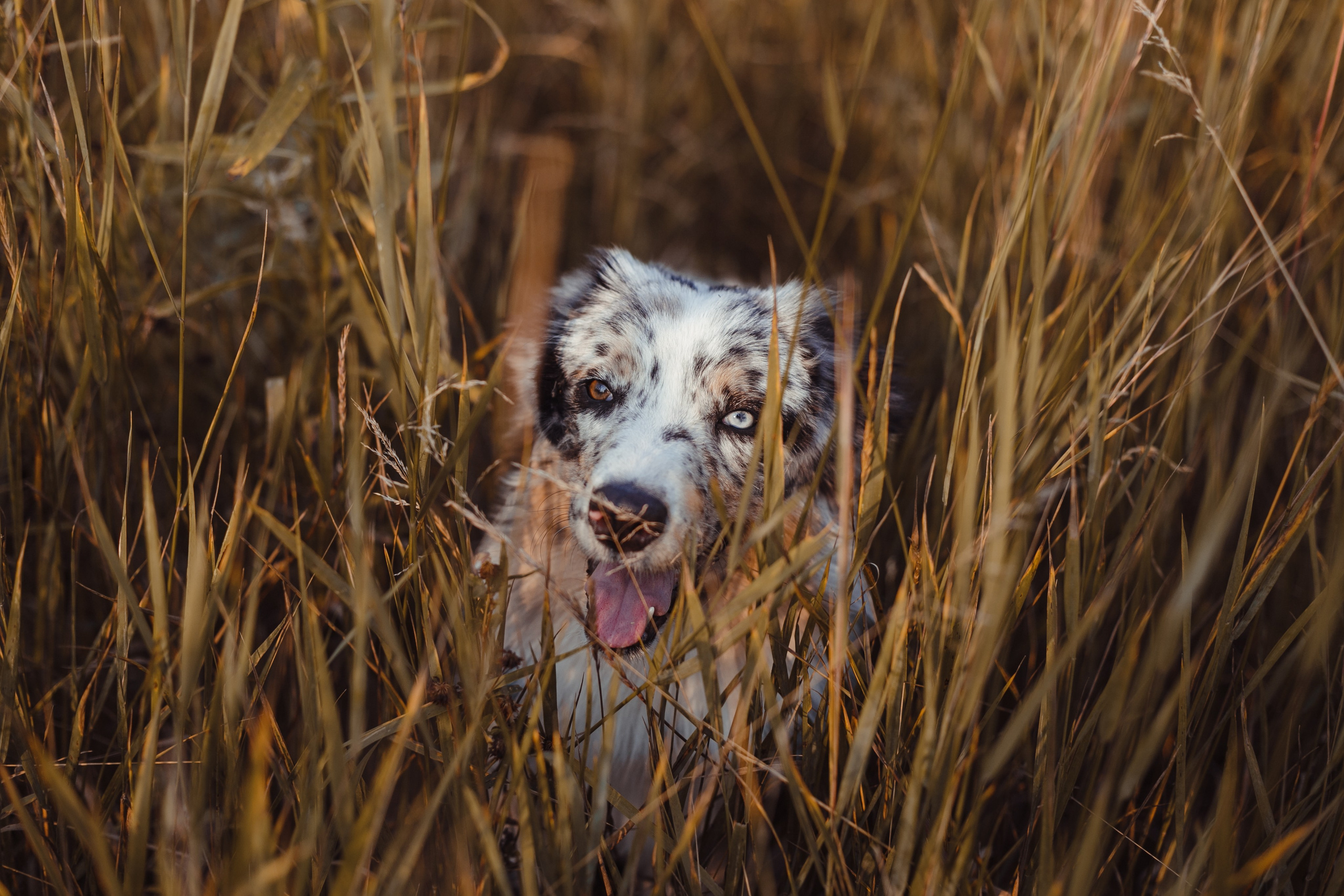 Mike. PHOTOGRAPHER romanoff-egor