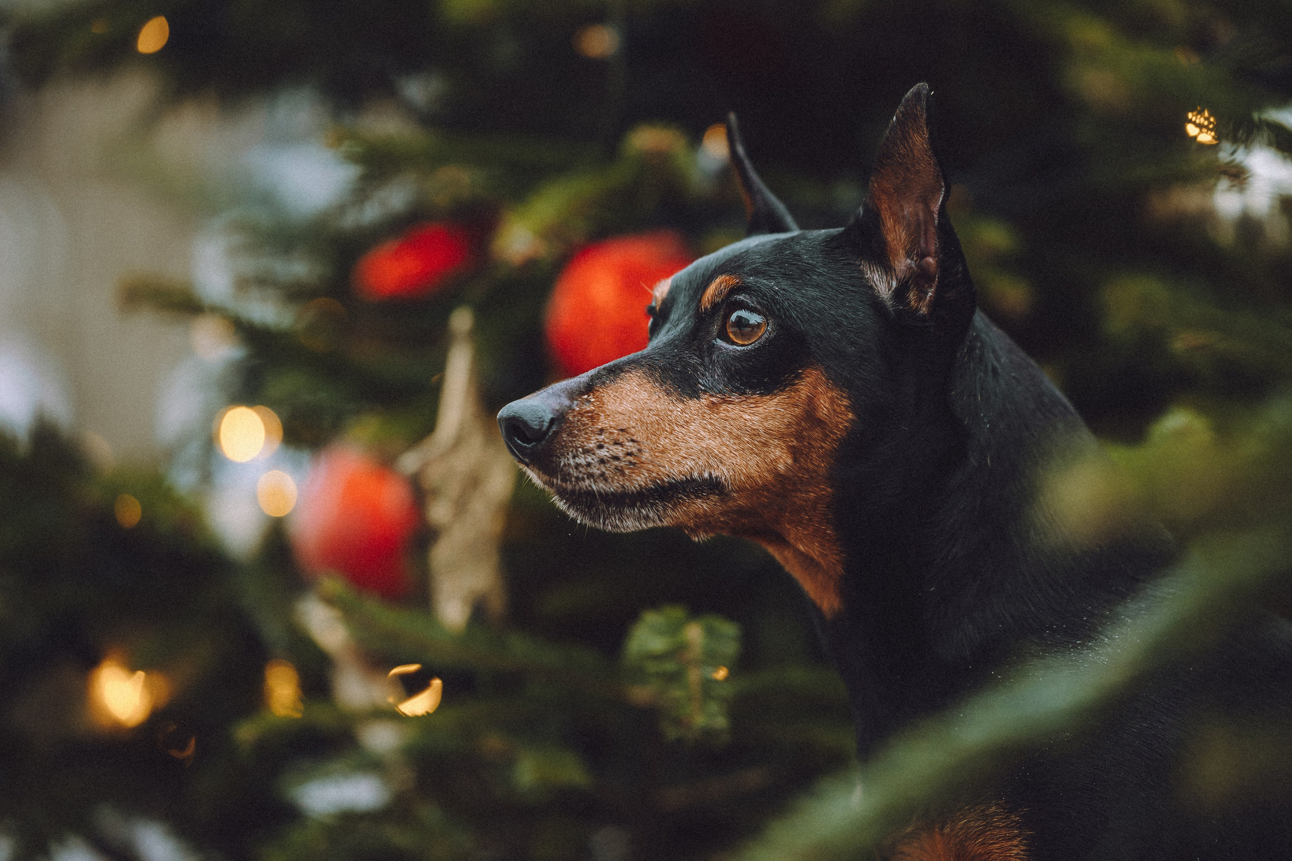 Топик и его семья