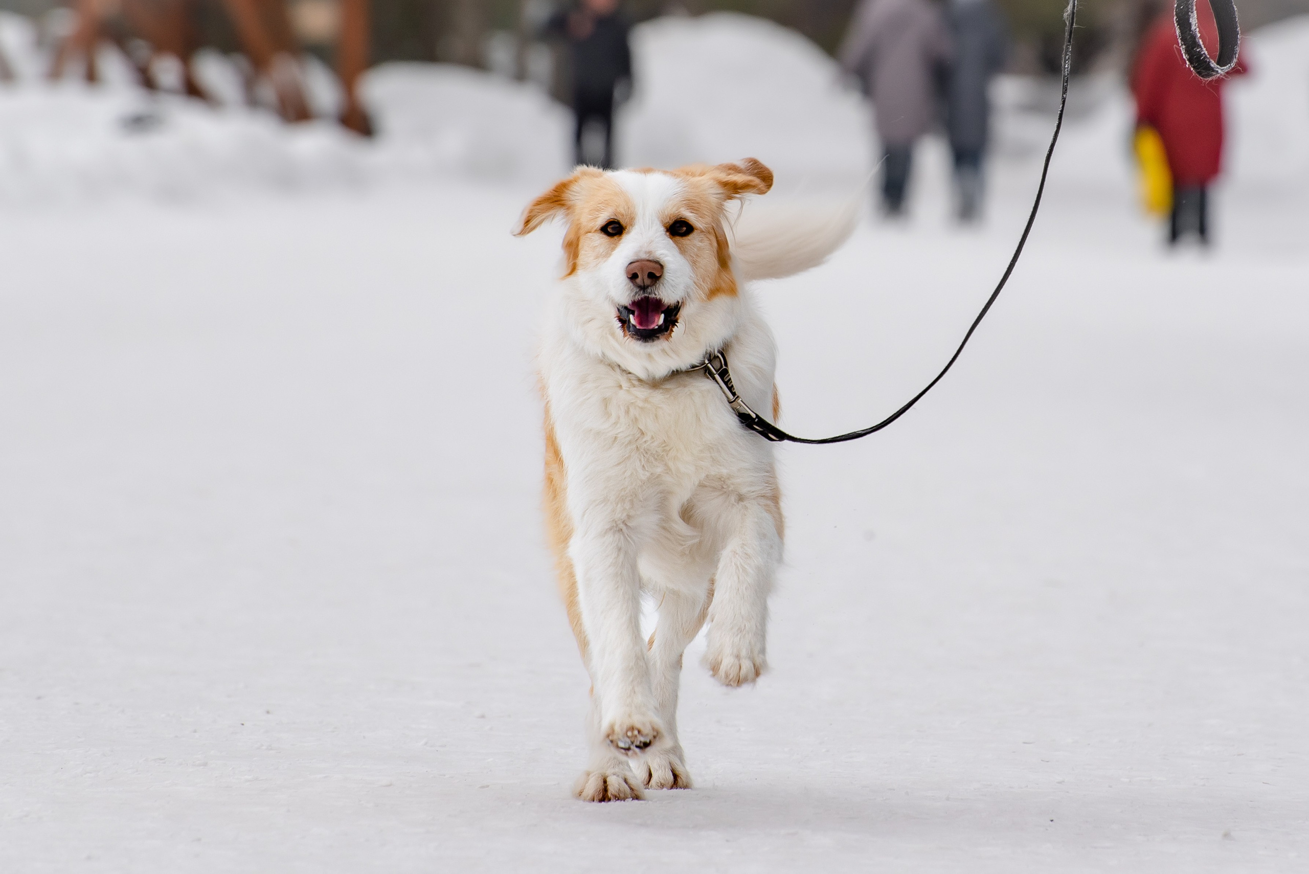 Прогулочная фотосессия с собакой. Фотограф Макс Огурцов в Нижнем Новгороде