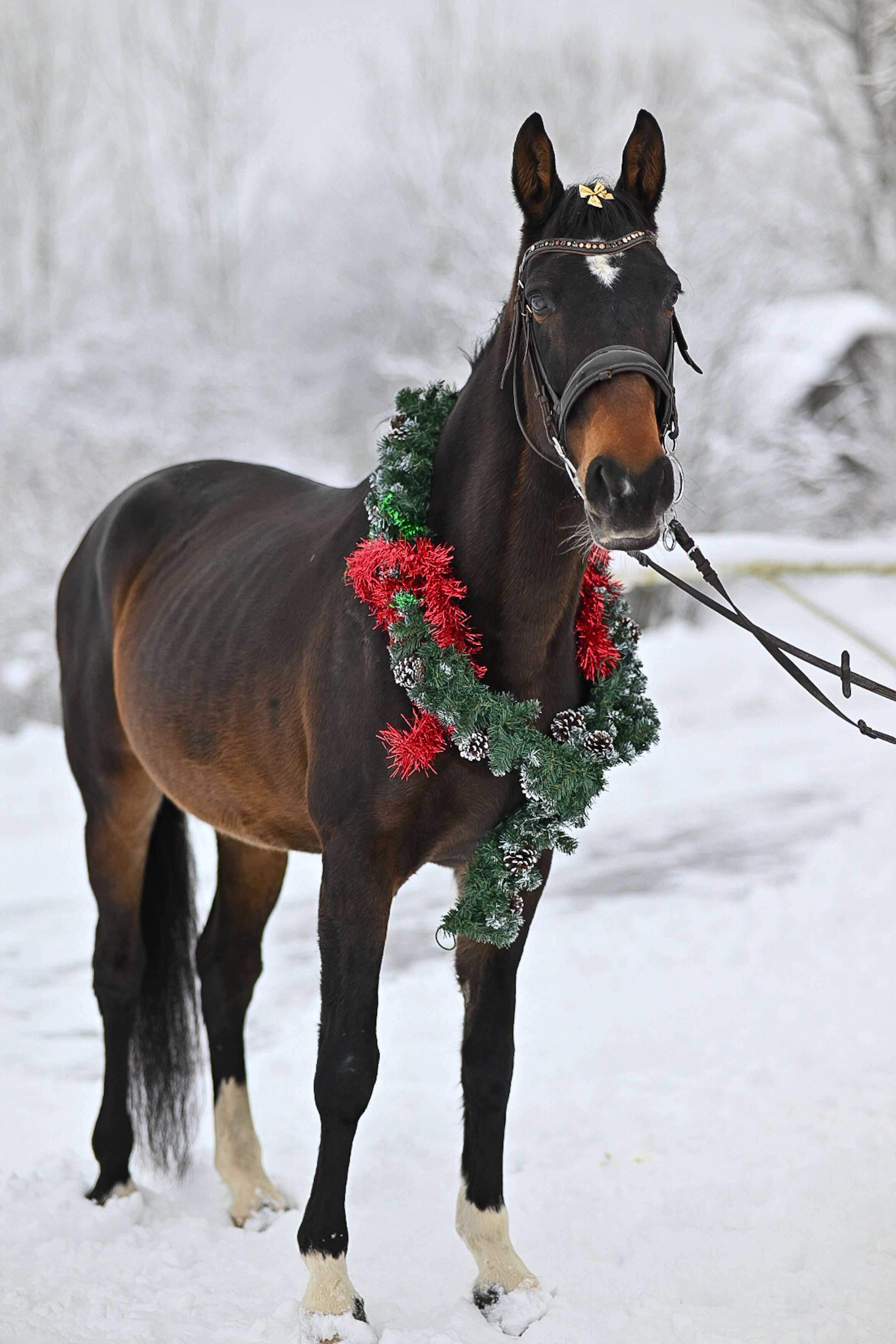 LifeStyle фотограф Анна Воробьёва Санкт-Петербург