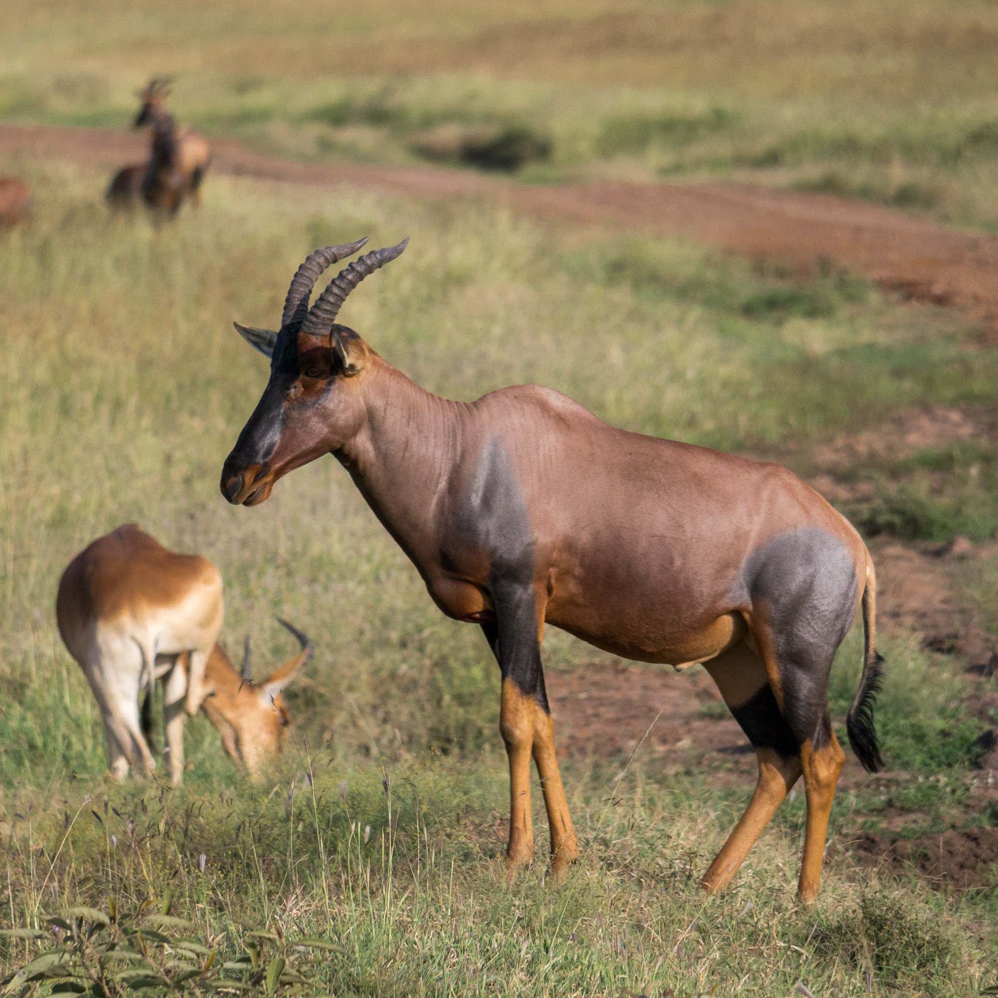 Африка. Кения. Фотосъёмка животных в африканской саванне. Фотограф Алексей Скоробогатько