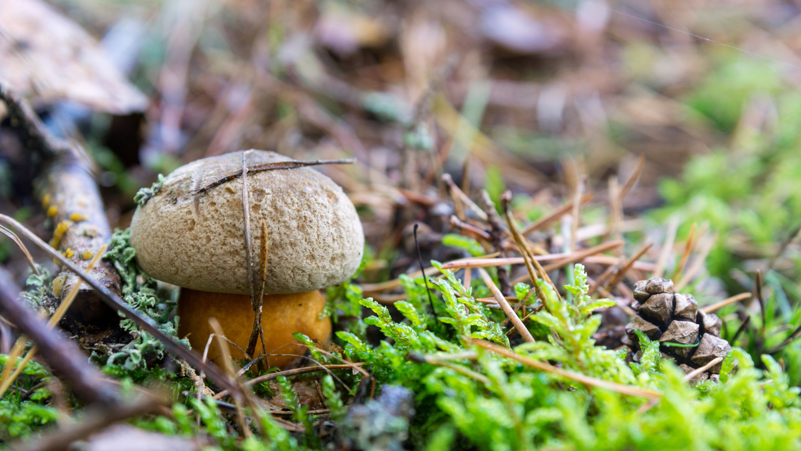 Куршская коса. Фотограф-путешественник Самойлов Максим «Sly Fox»