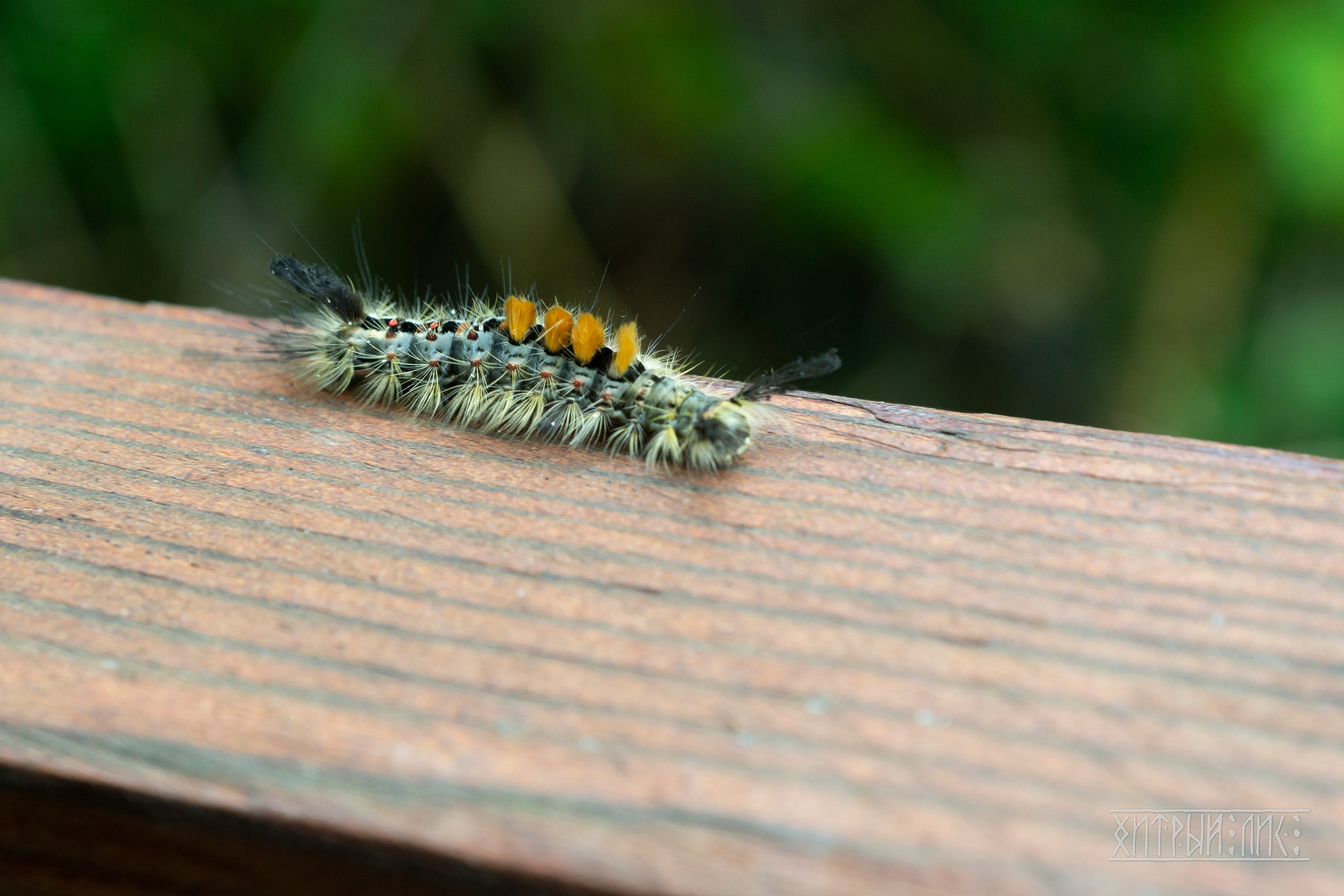 Сахалин. Фотограф-путешественник Самойлов Максим «Sly Fox»