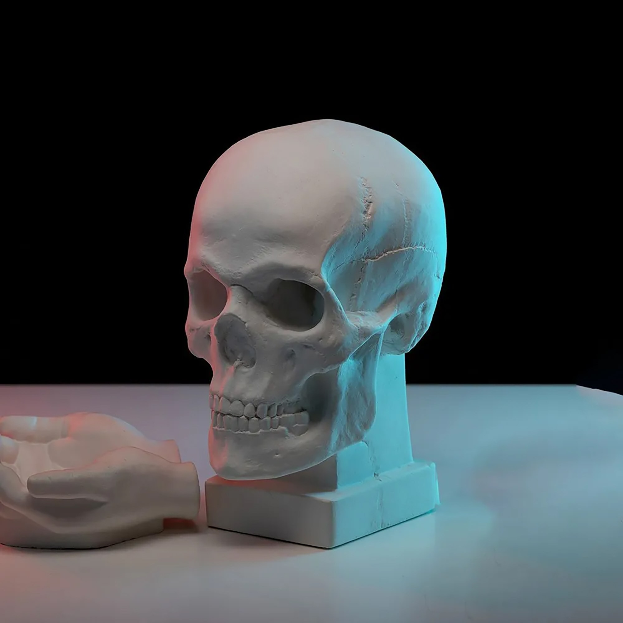 Статуэтка череп из гипса анатомический в аренду в СПб