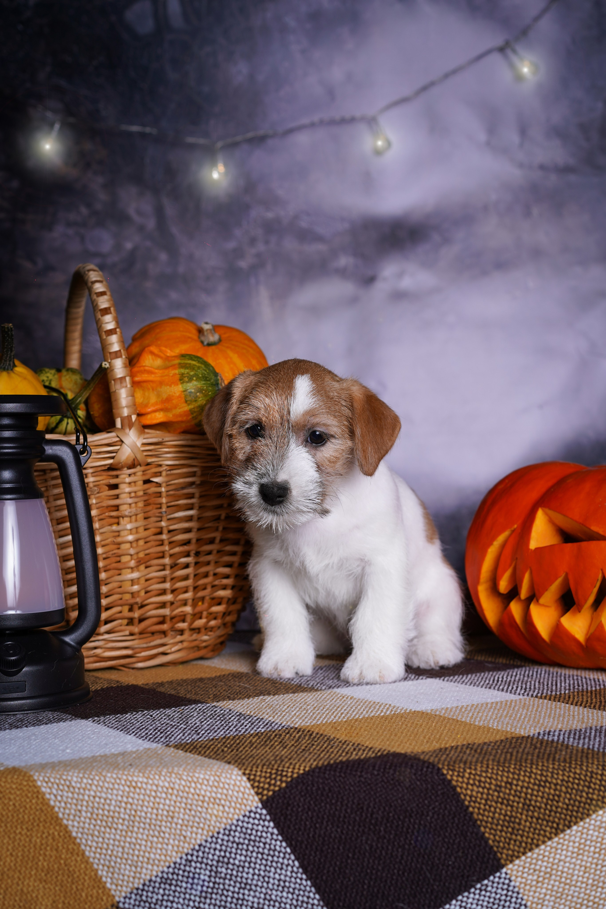 Щенки джек-рассел терьера. Фотограф-анималист в Санкт-Петербурге Яна Мартынова