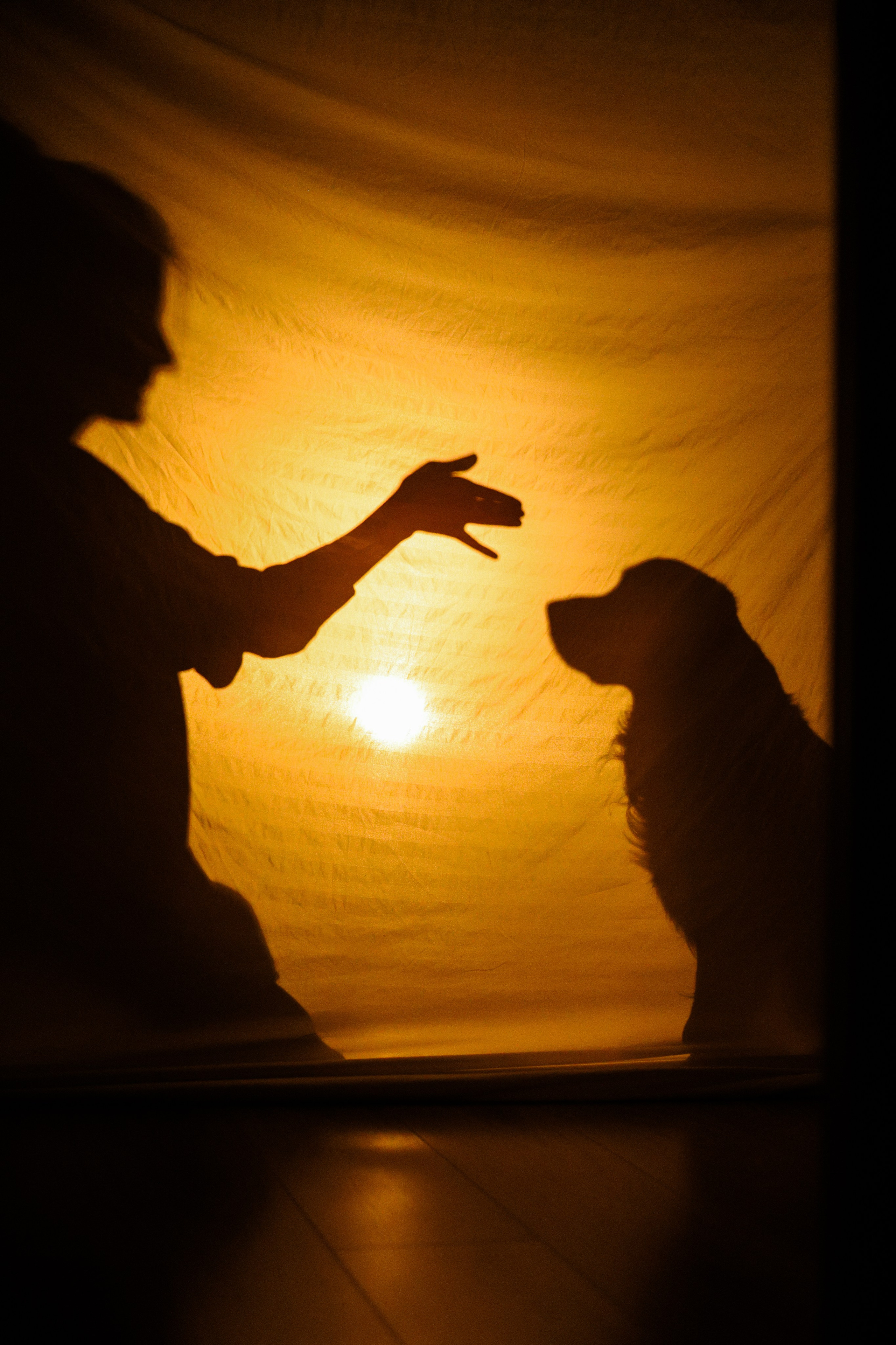 Зиз и Юля. Новогодняя. Фотограф-анималист Ксения Шевцова|Москва