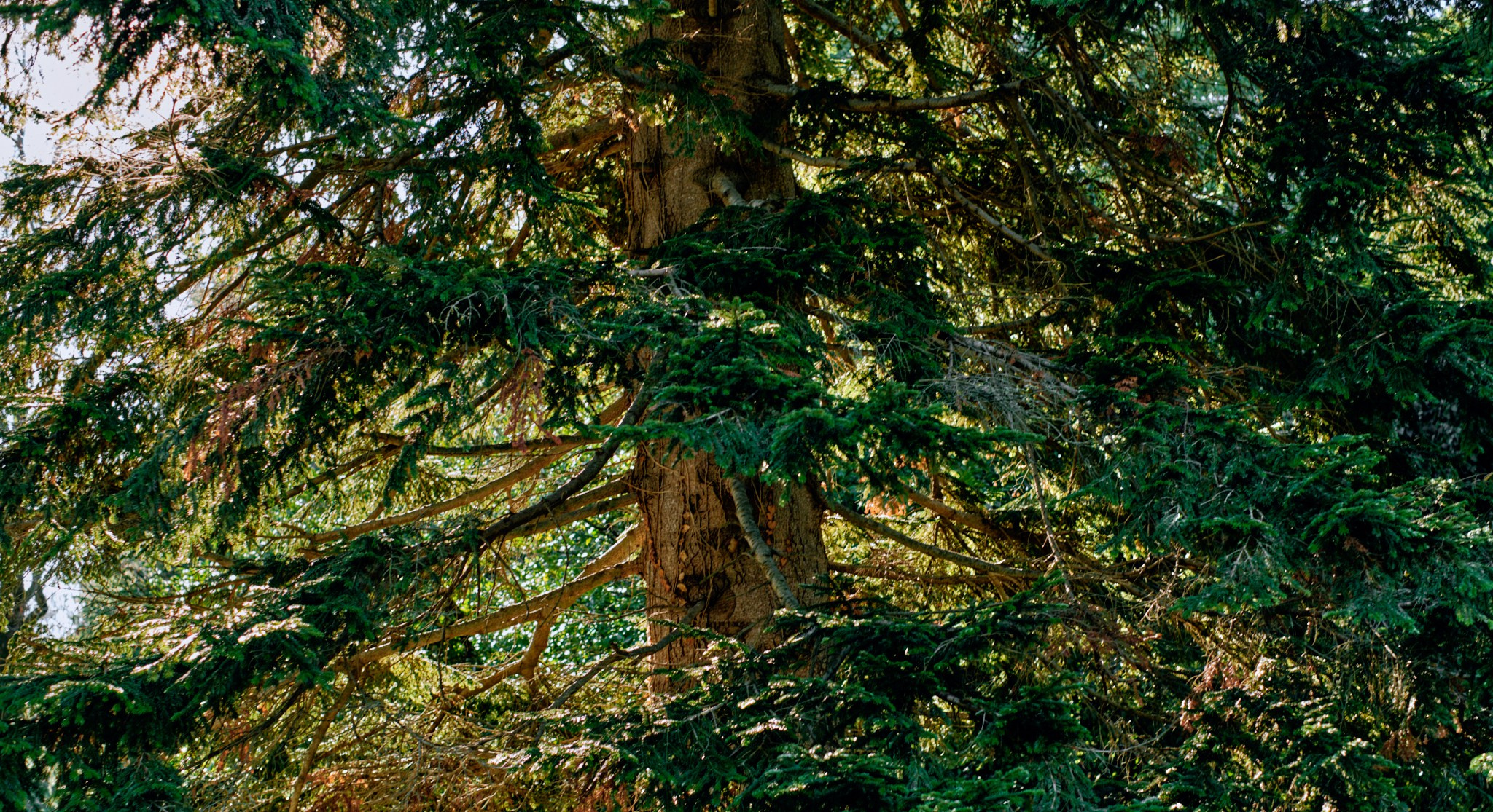 Роза Хутор 2025. Фотограф Аннё| Москва