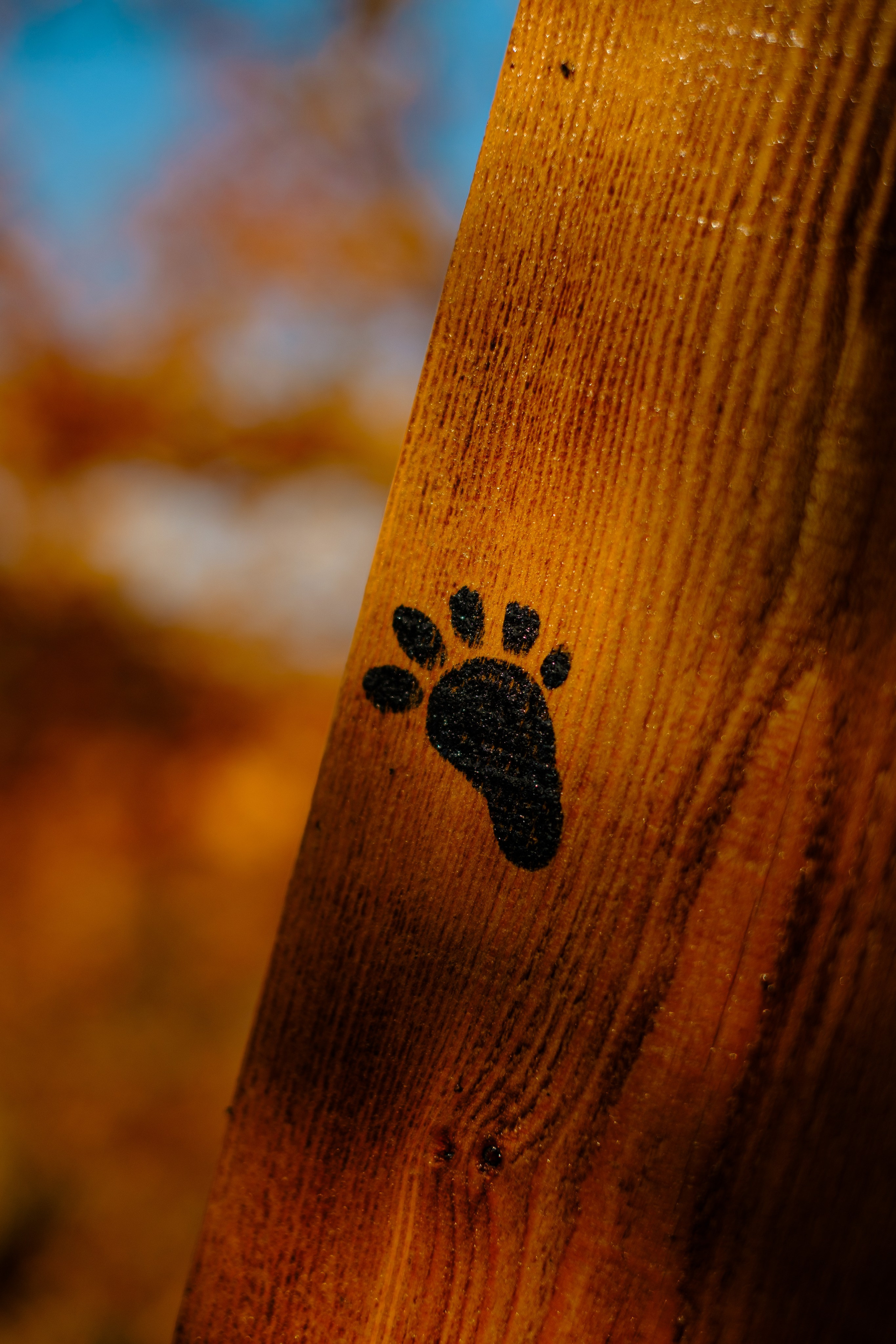 Михайловские столбы осенью. Фотограф Благовещенска Яна