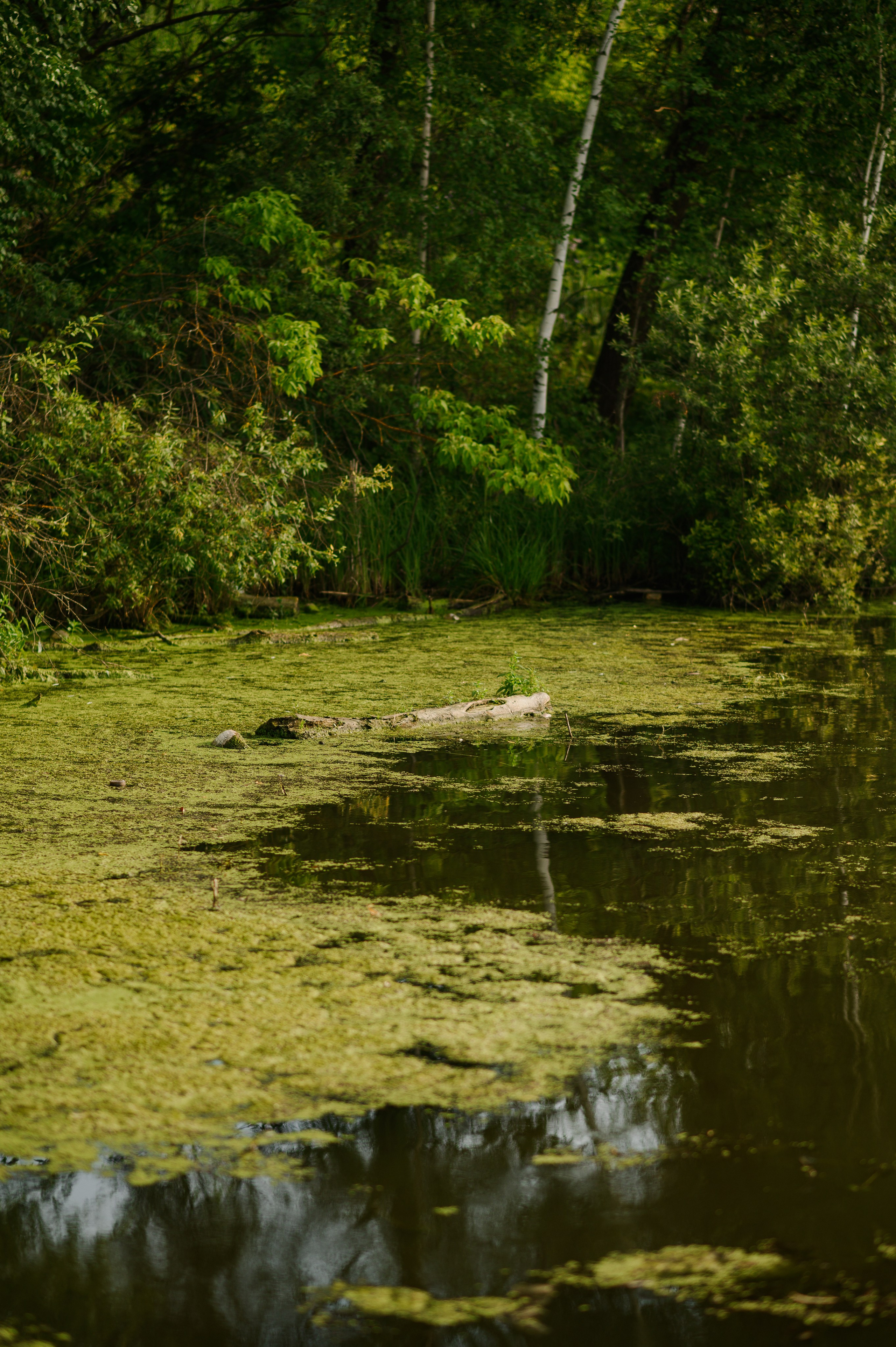 Роман и Настя. Свадебный и семейный Фотограф в Пензе Татьяна Лапоногова