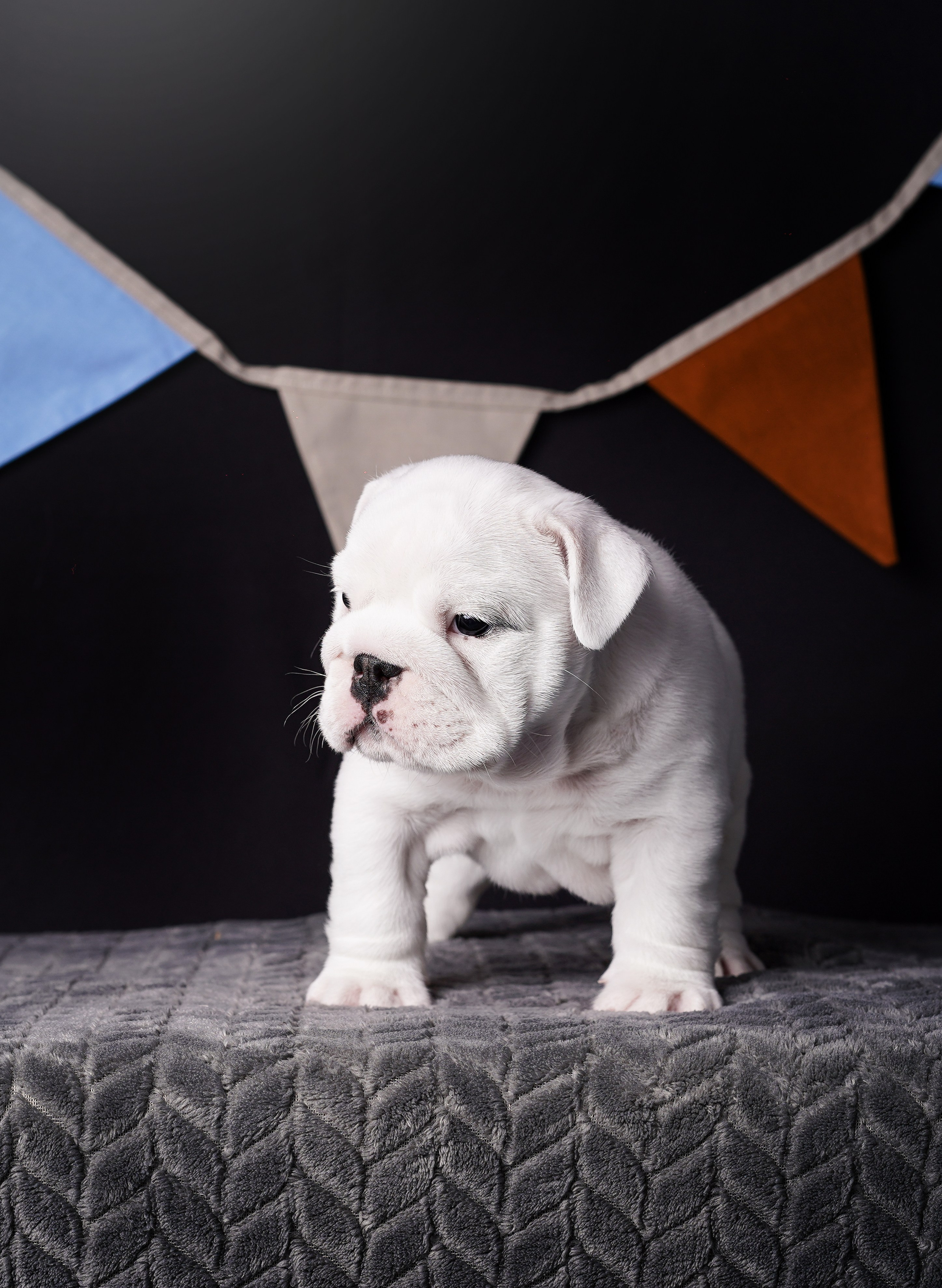 Щенки бульдога. Фотограф-анималист в Санкт-Петербурге Яна Мартынова
