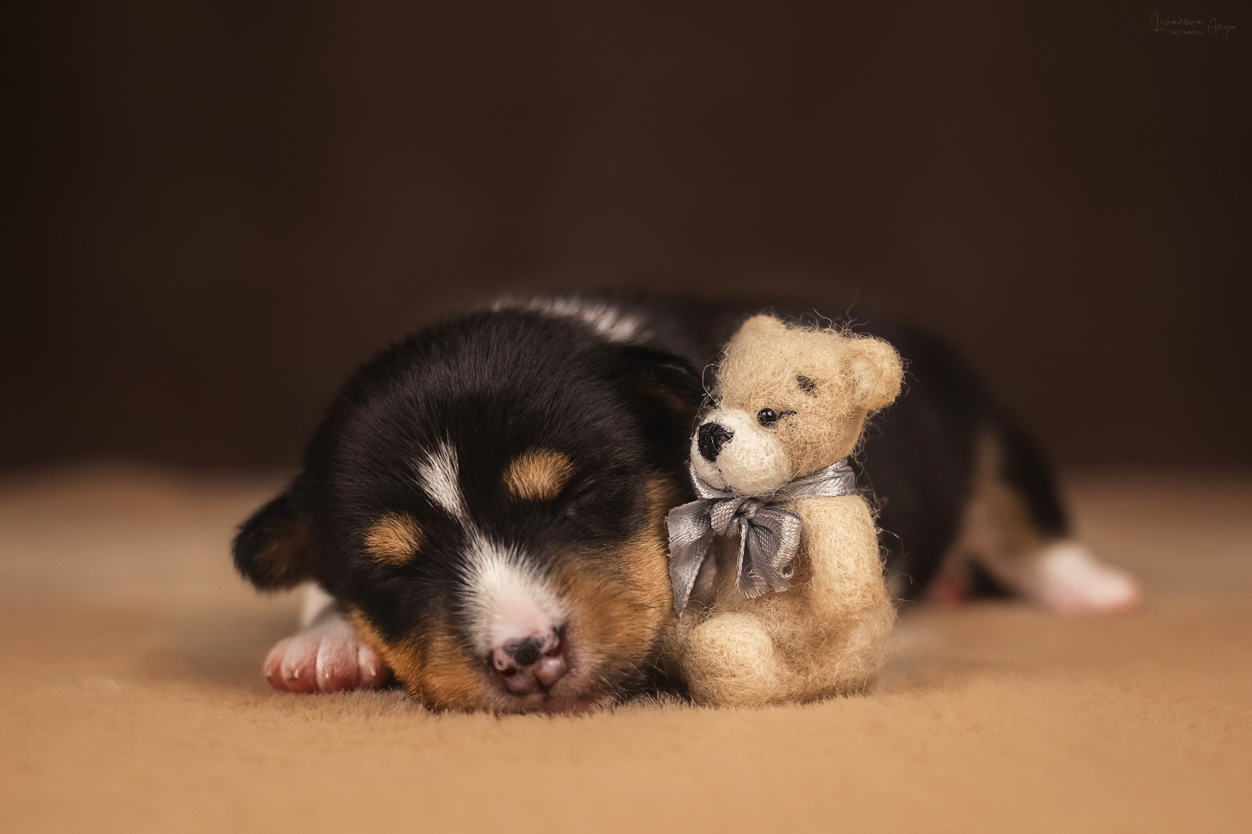 Басеньки. Фотограф анималист Аня Ливанова | Рыбинск