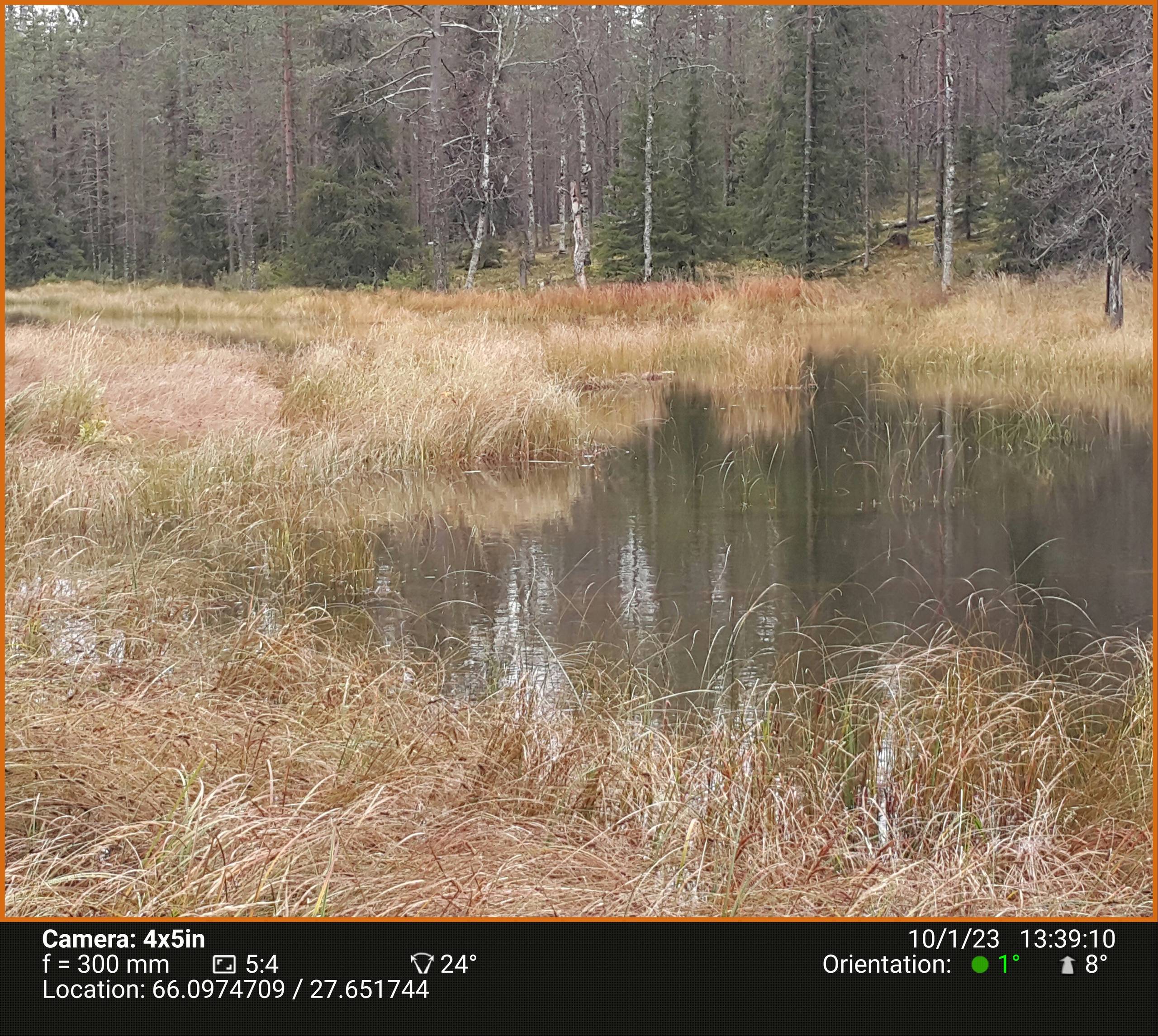 Березовый пруд. Северные Ночи