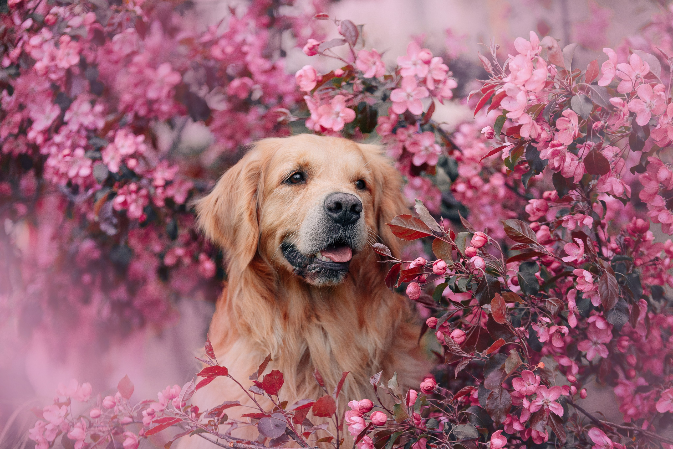 Питомец в кадре. Фотограф-анималист Анастасия Парфенова|Екатеринбург
