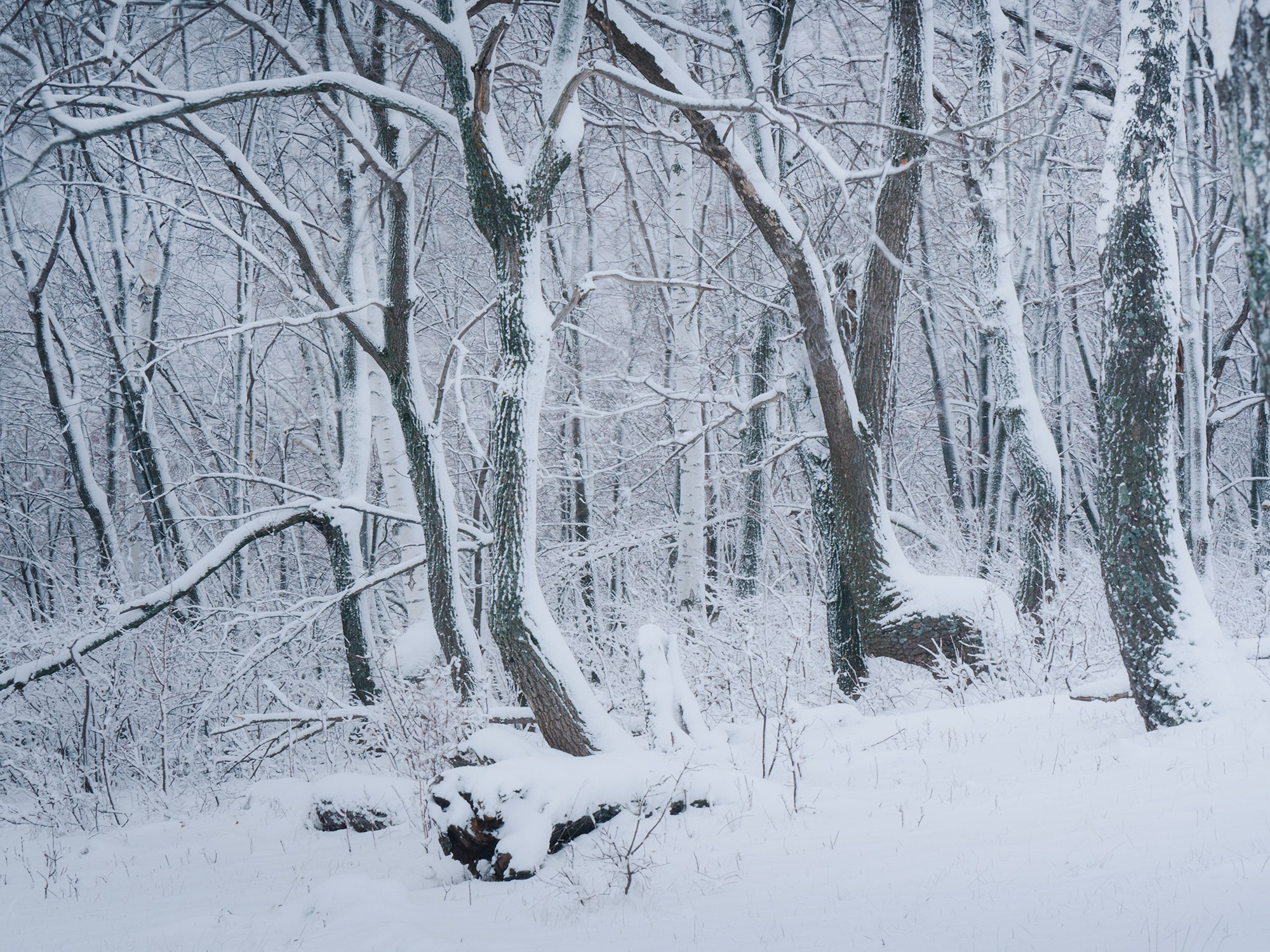 Зимний лес. Пейзажный фотограф Руслан Лукманов