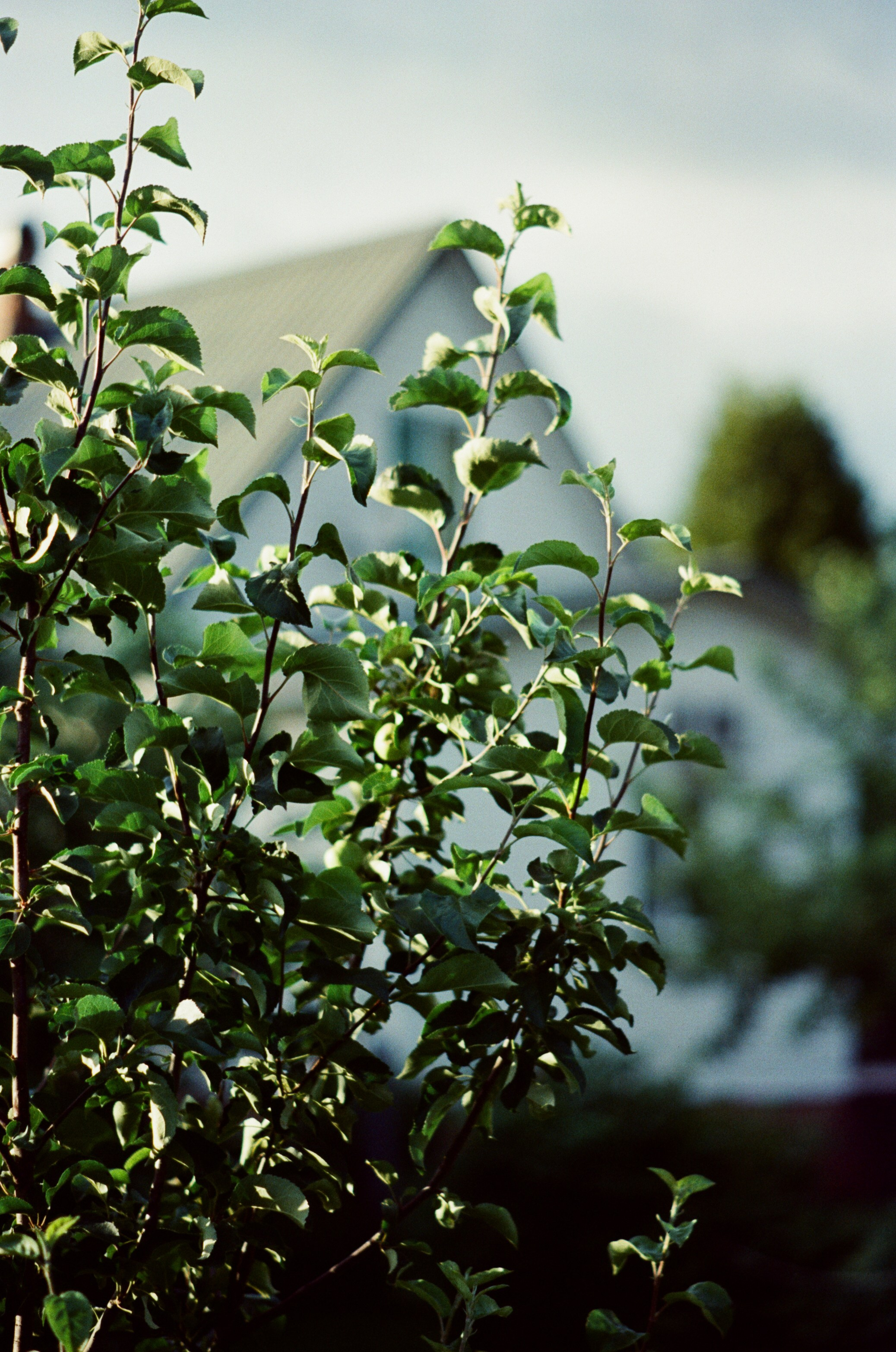 Canon 33V — Minolta MC Rokkor-PF 85 mm f1.7 | SFL 200T | июль 2025 г