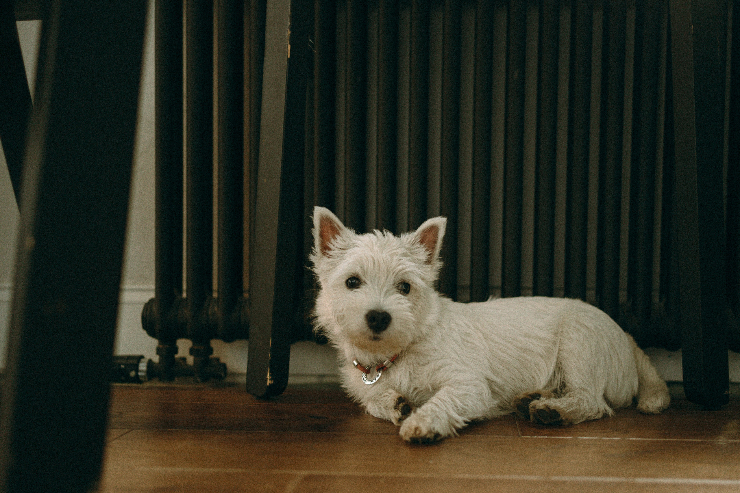 Снежуля, Мари и Саша. Фотограф анималист Анастасия Пикей