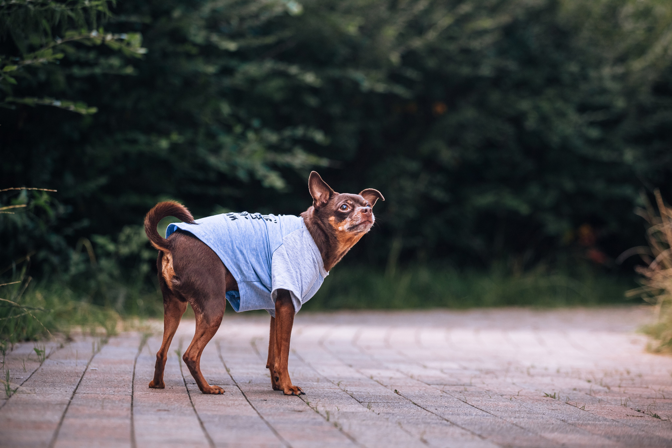Восточный мост. Фотограф-анималист Татьяна Степанова