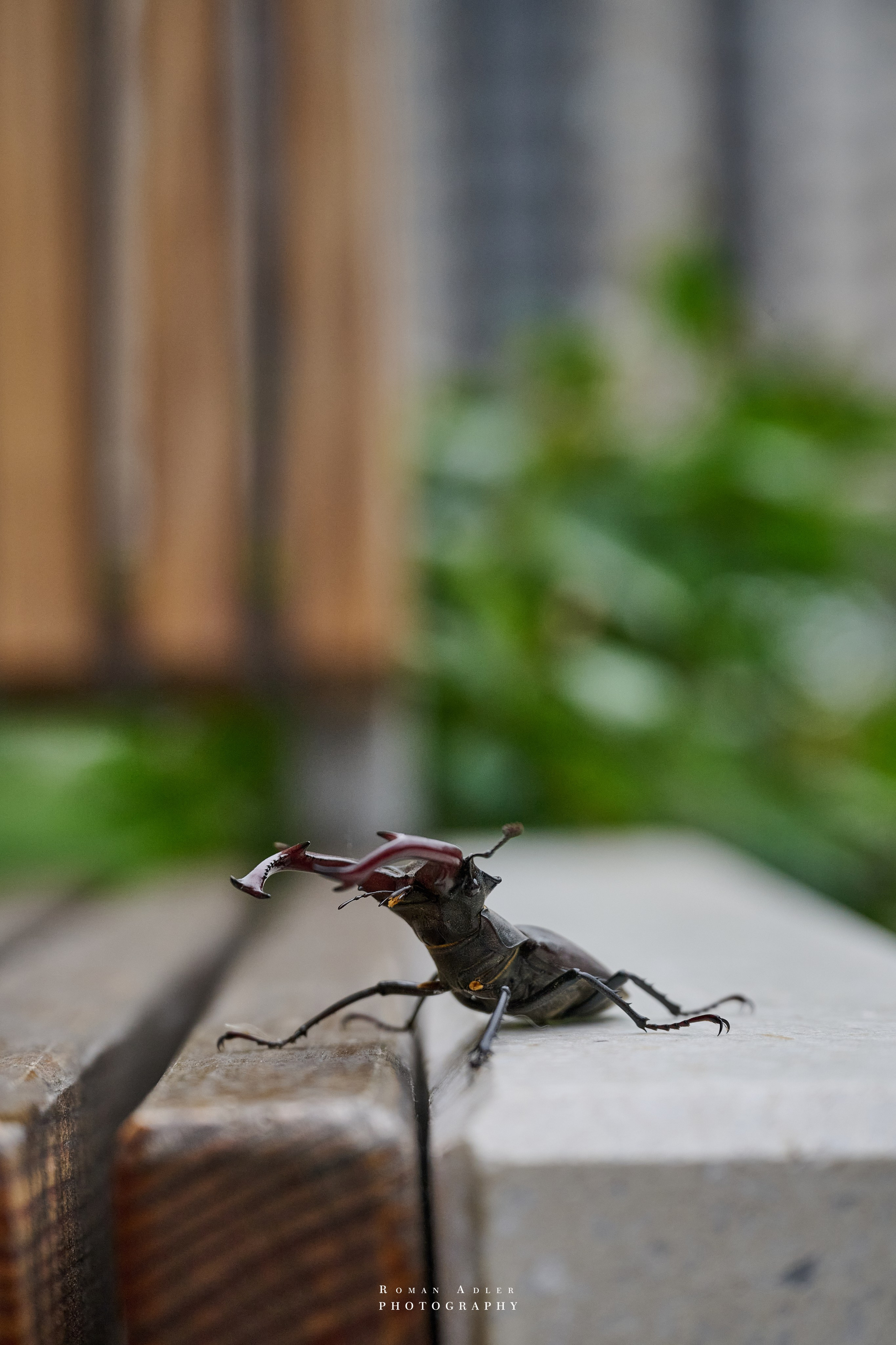 Воронеж. Май 2025. Фотограф Роман Адлер