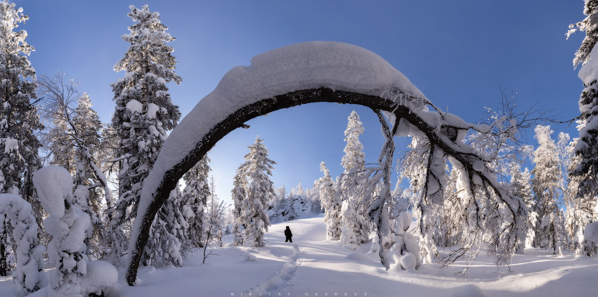 Панорама зимнего леса на горнолыжном комплексе «Гора Белая» (Нижний Тагил): наклонившееся дерево создает арку над человеком. 