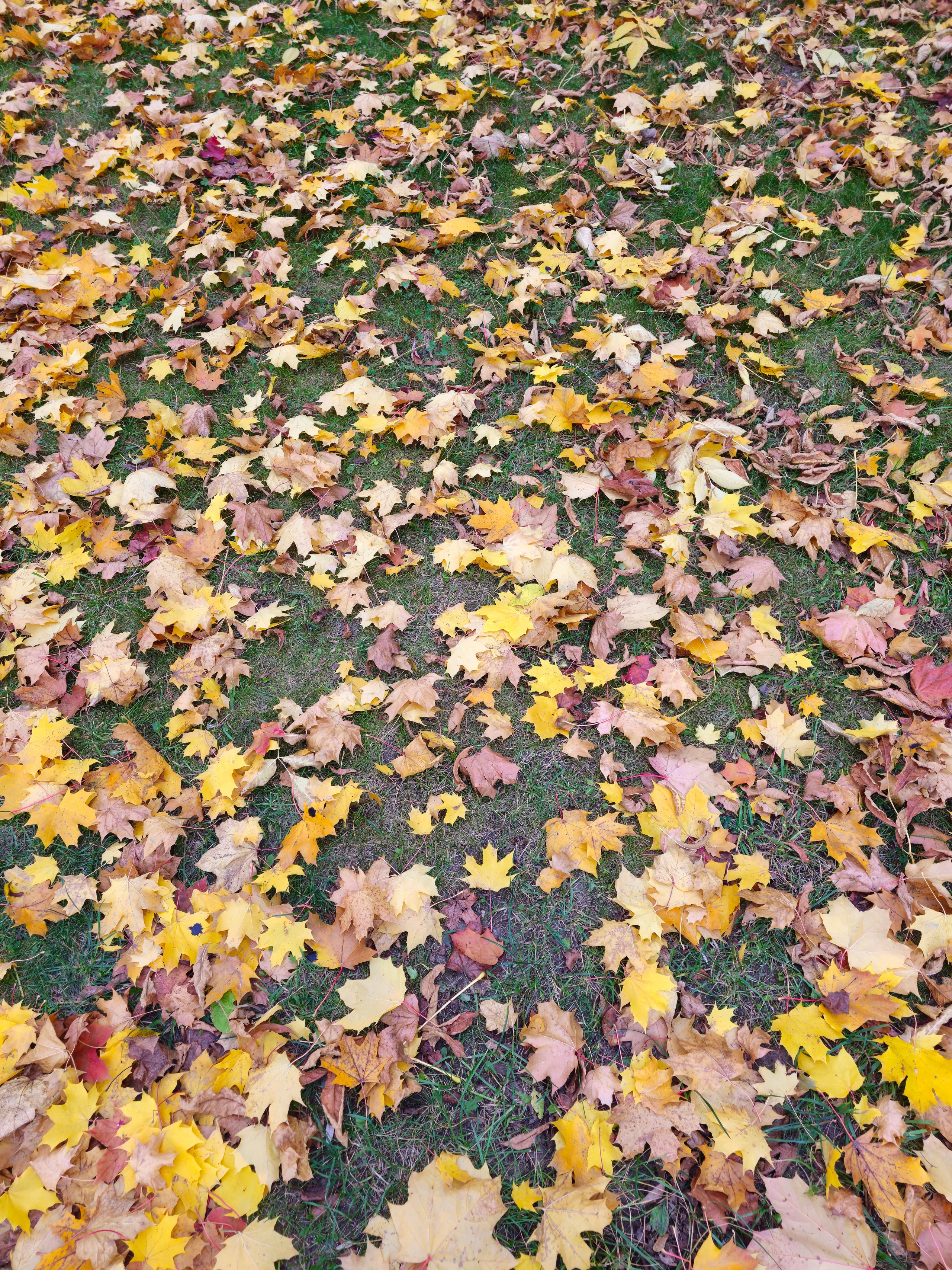Опавшие осенние желтые и коричневые кленовые листья на зеленой траве. Видно контраст между яркой листвой и травой. Желтые и золотистые кленовые листья лежат на зеленой траве, демонстрируя осенний контраст.