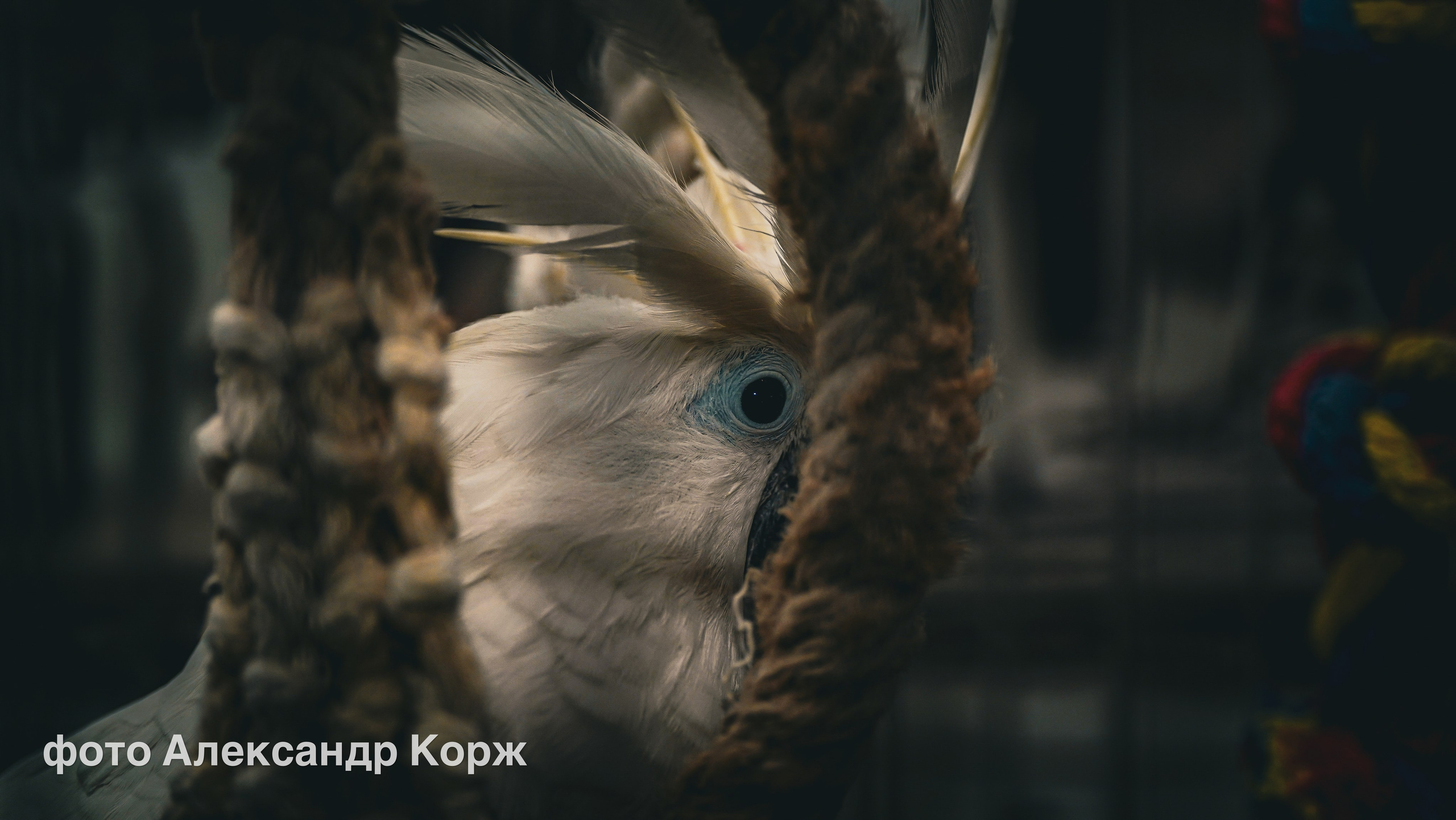 Животные. Фотографии и видеосъемка, Айхал, Удачный, Якутия. Фотографии Айхал