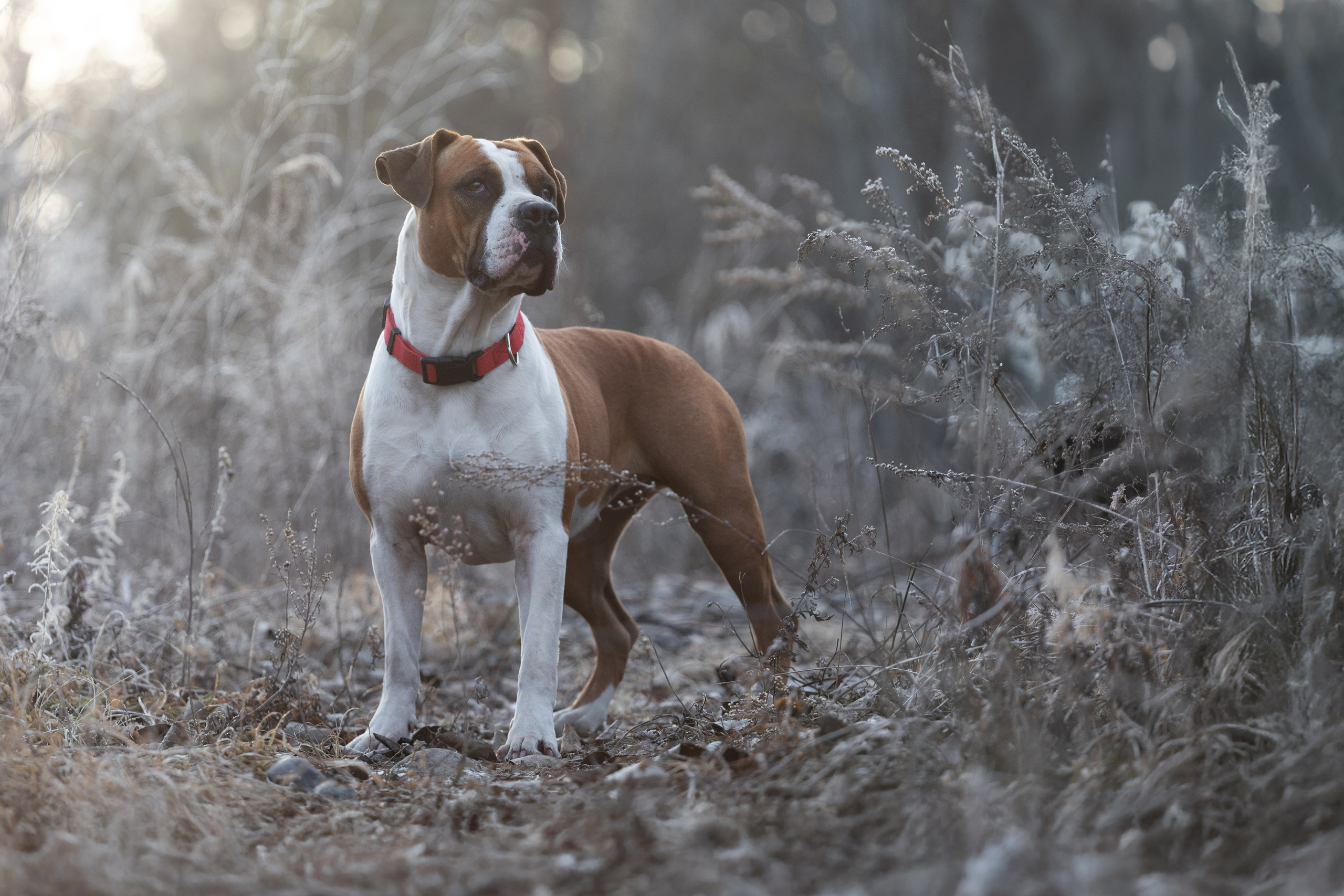 Собаки. Фотограф-анималист|Иркутск