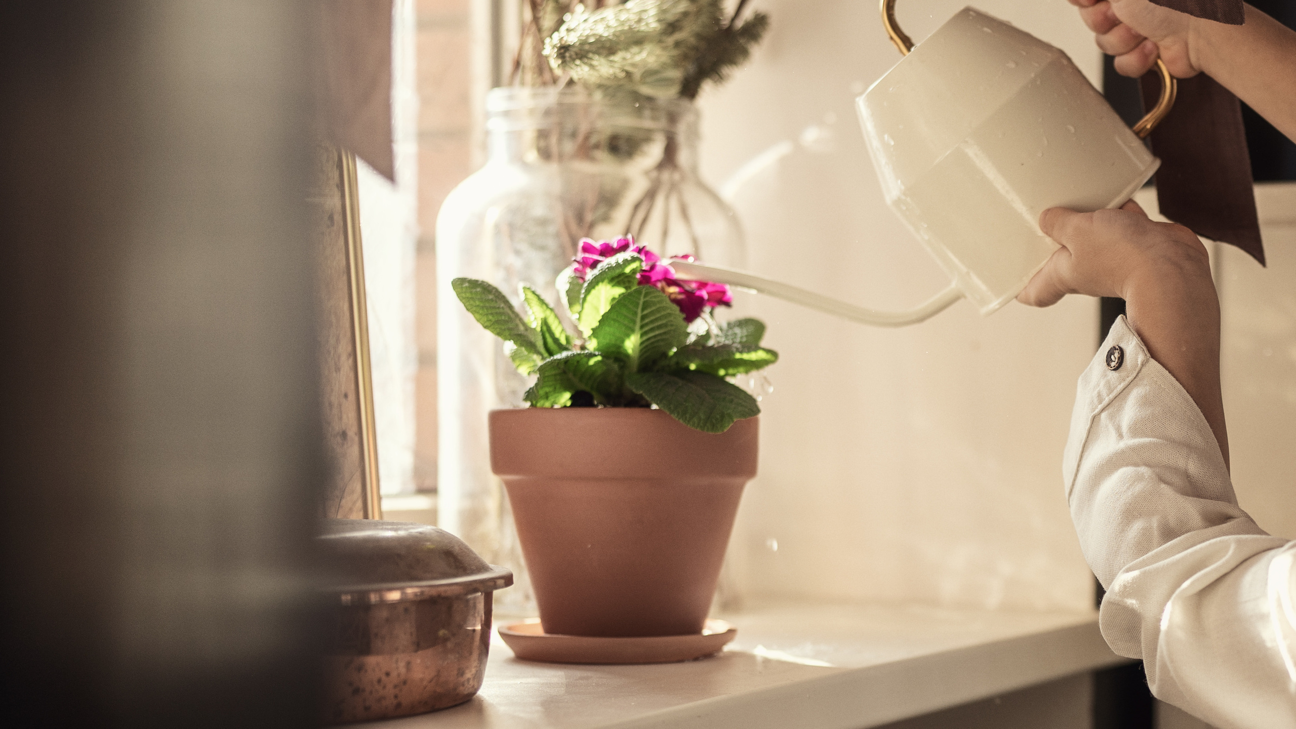 Цветок-огонек в горшке на окне