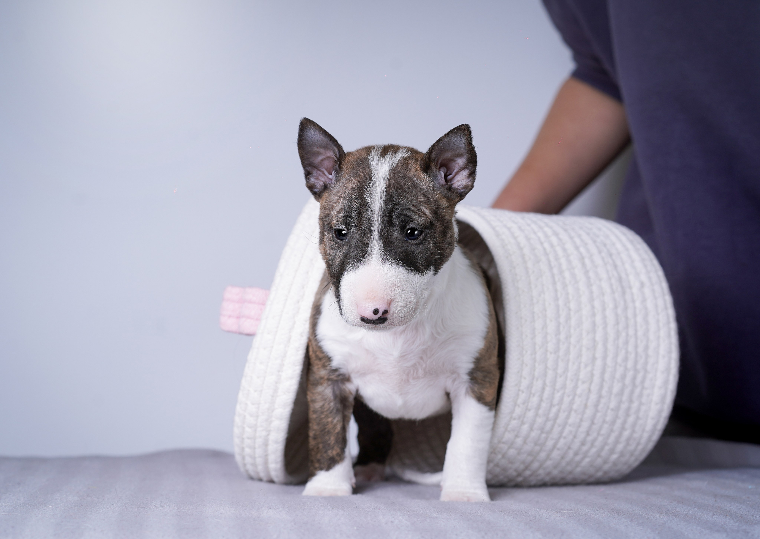 Щенки минибуля. Фотограф-анималист в Санкт-Петербурге Яна Мартынова