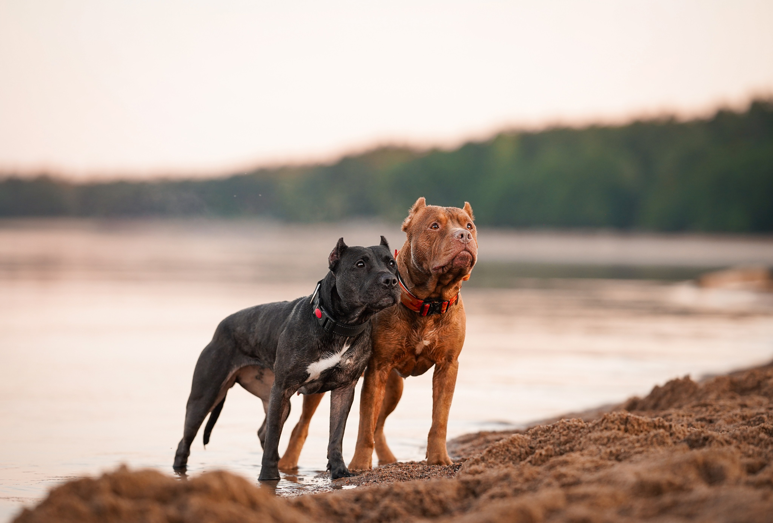 Татьяна Изи и Джем. Фотограф-анималист в Санкт-Петербурге Яна Мартынова