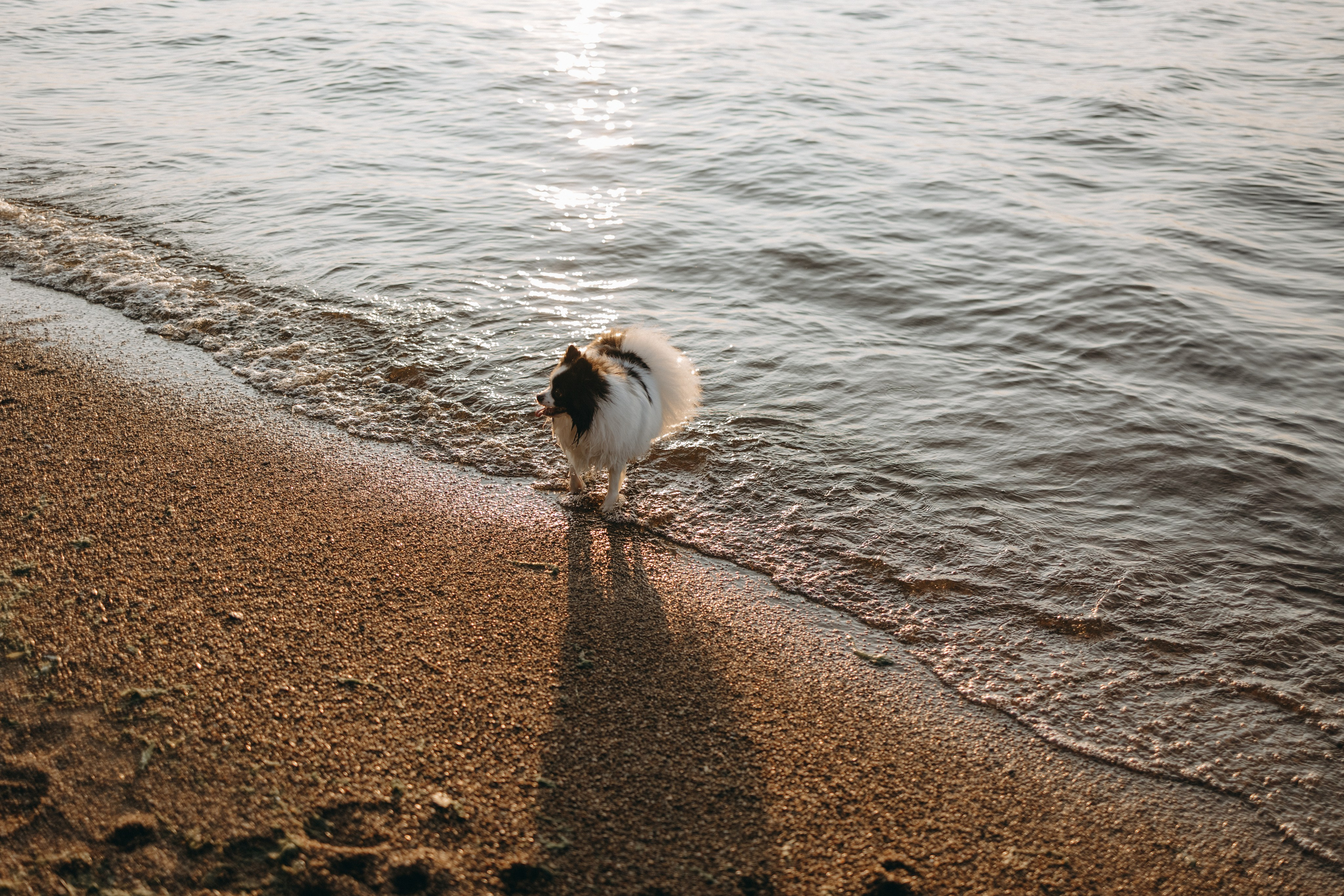 Диана и ее мальчики. Фотограф — Анималист | Санкт-Петербург