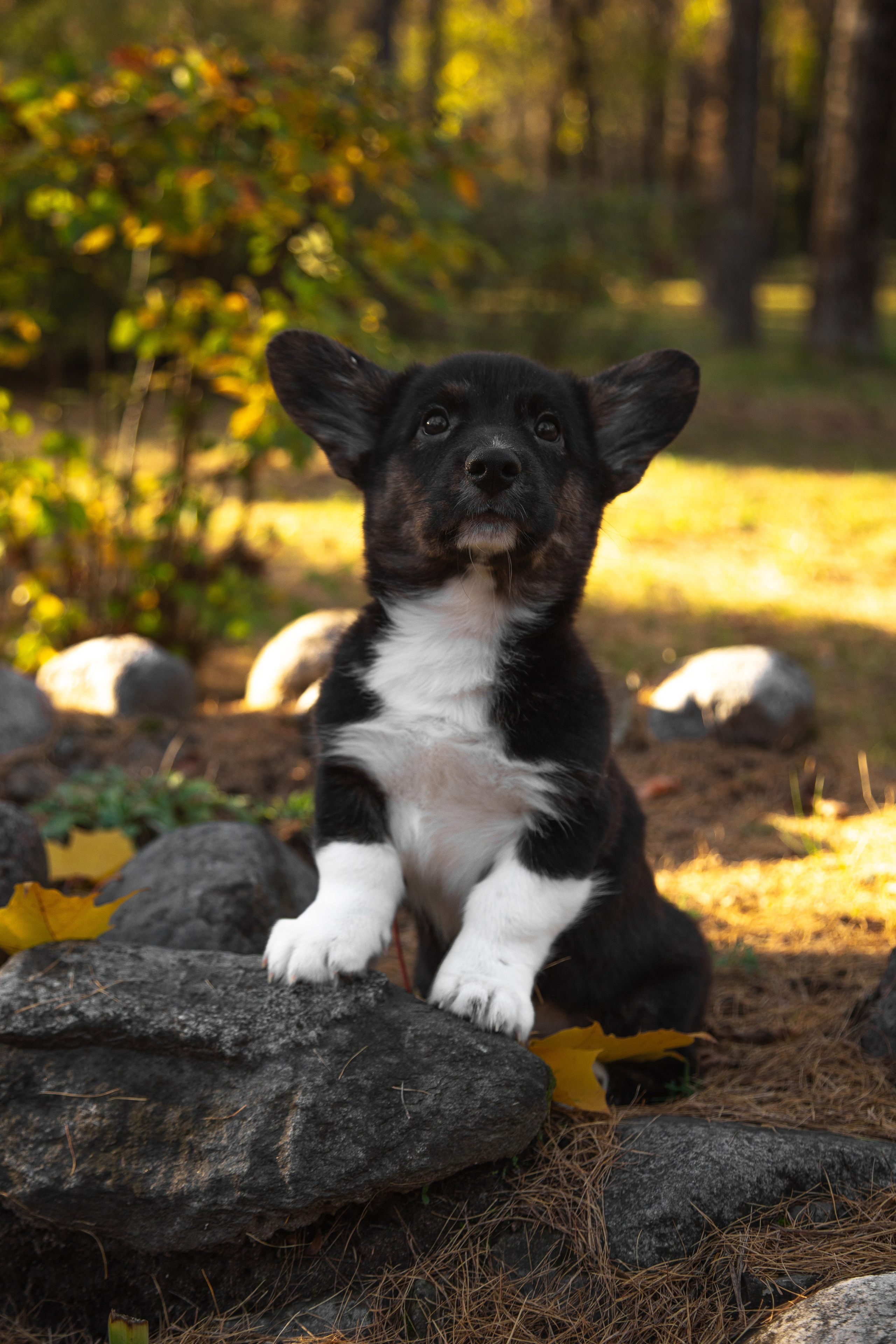 Съемка питомцев. ГЛАЗА РАЗБЕГАЮТСЯ
