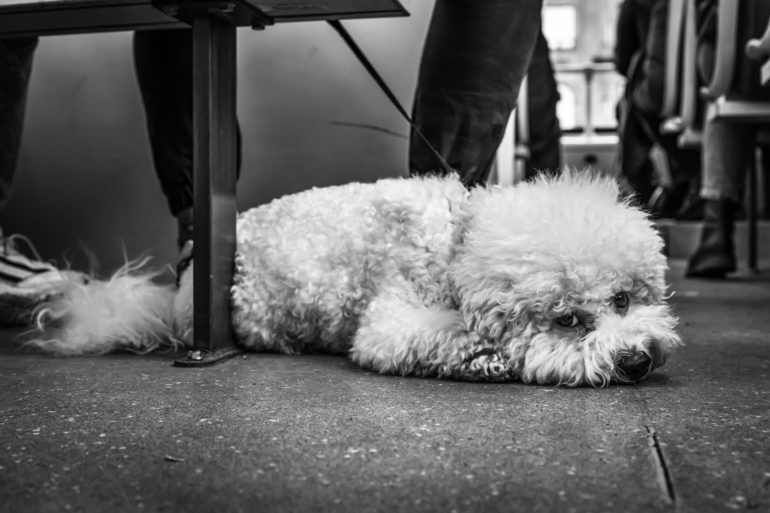 Dimitri Bakhtadze, dogs photos. Dimitri Bakhtadze photographer