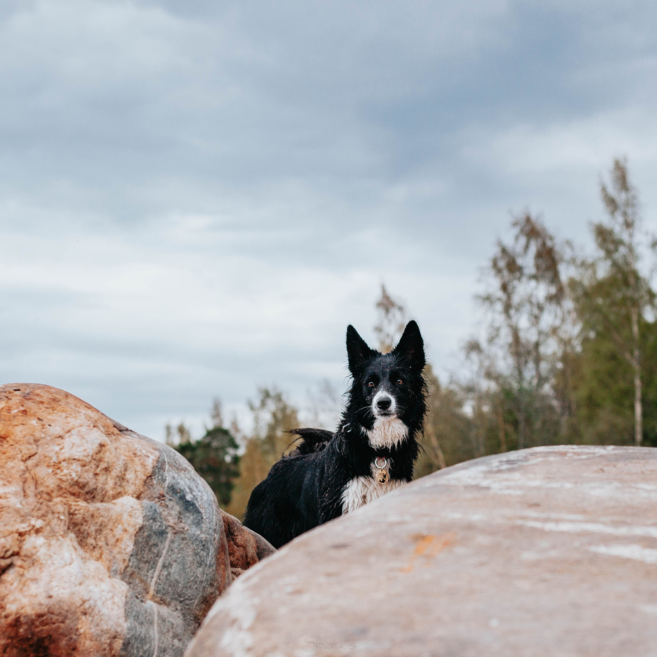 Кида и Сирша. Главная