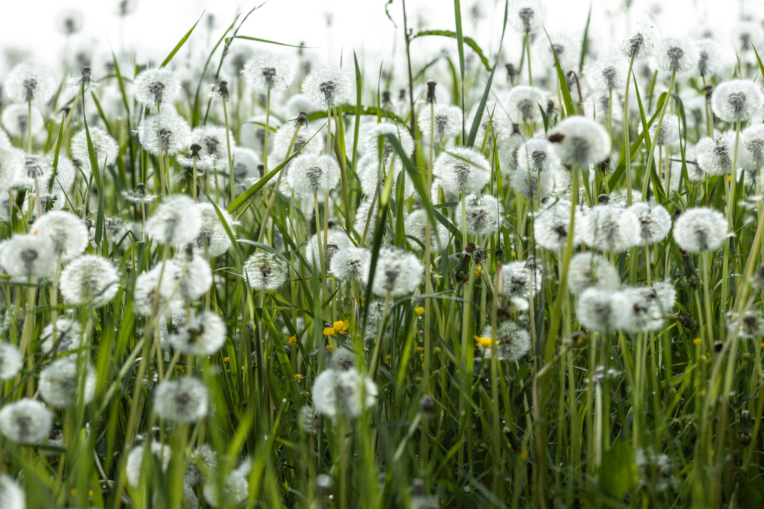 Природные пейзажи. Наталия Клевинскас портретный фотограф в Костроме