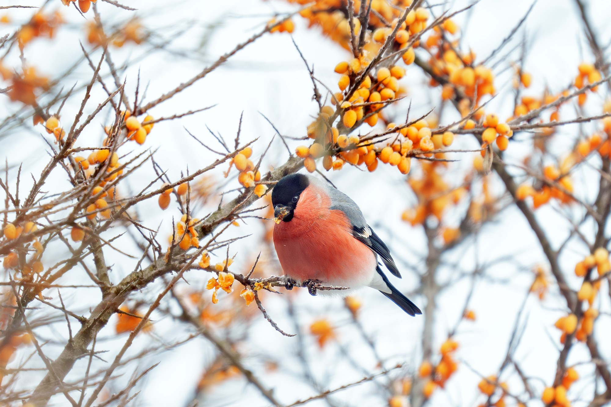 Удивительные мир птиц. Вокруг нас столько прекрасного — присмотритесь!. Ваш личный фотограф Марина Волкова