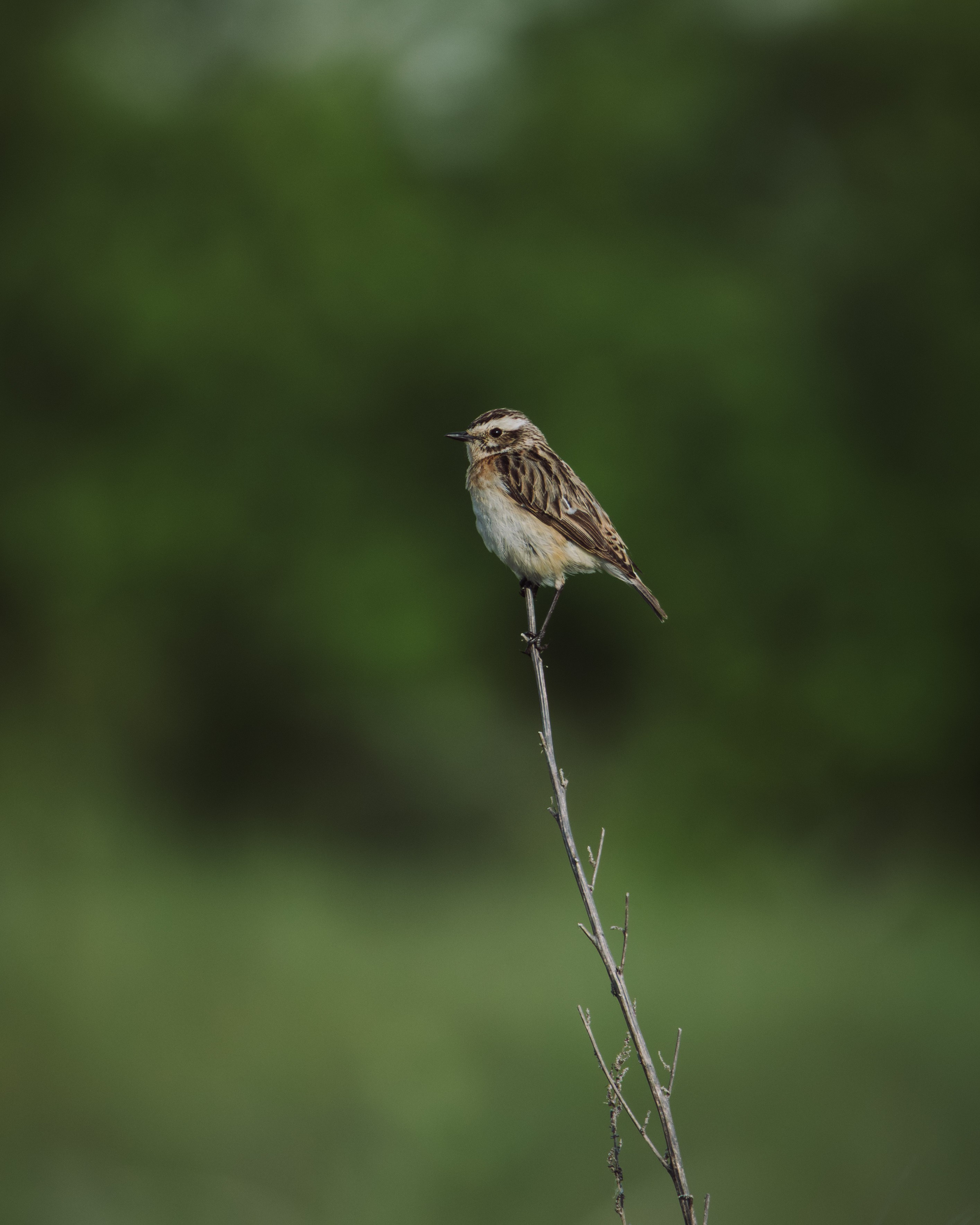 Voronezh 2026. Anton Chernov | Wildlife photographer