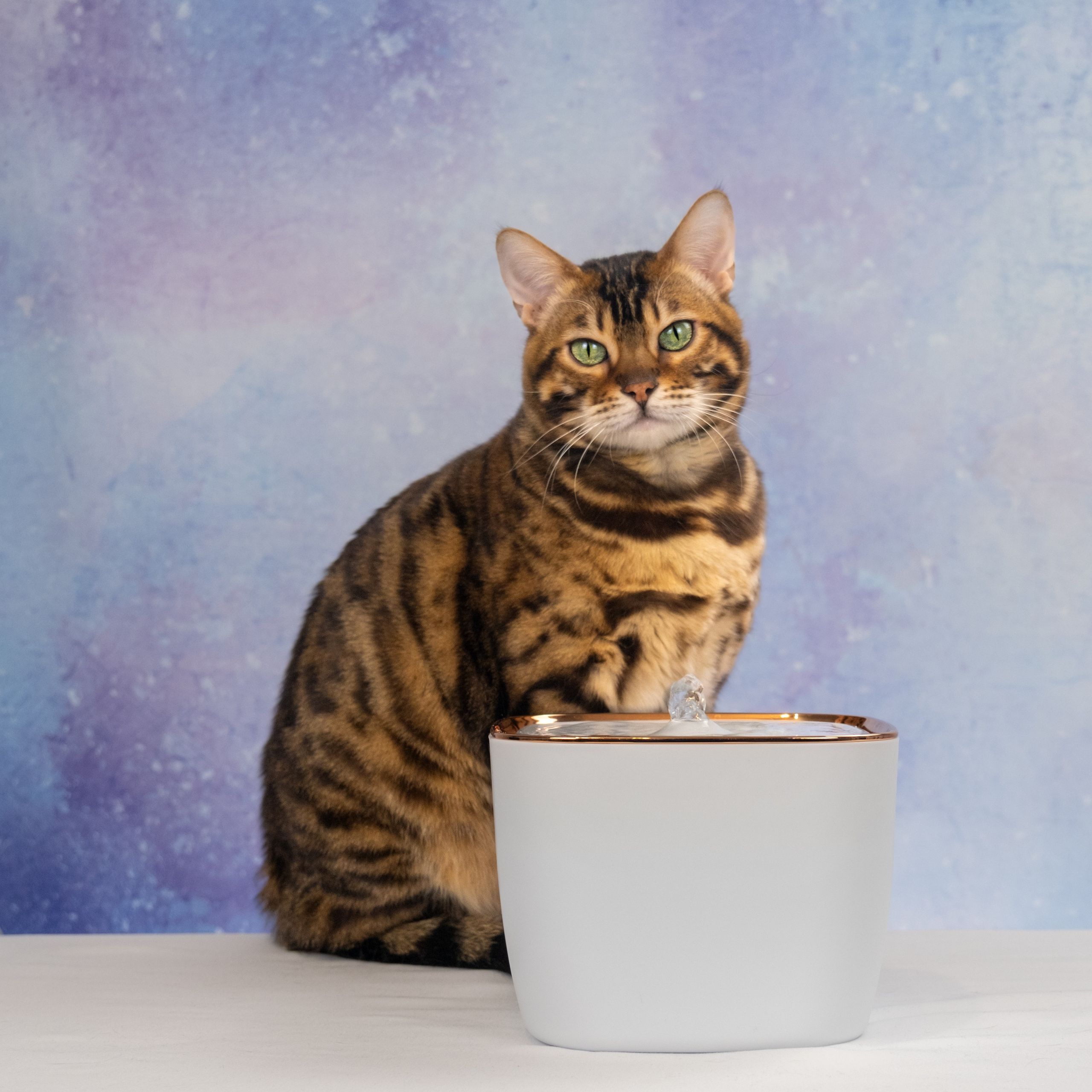 Питьевой фонтан для кошек и собак, для Нины!. Зоофотограф, фотограф животных в Москве и области Дина Дамоцева