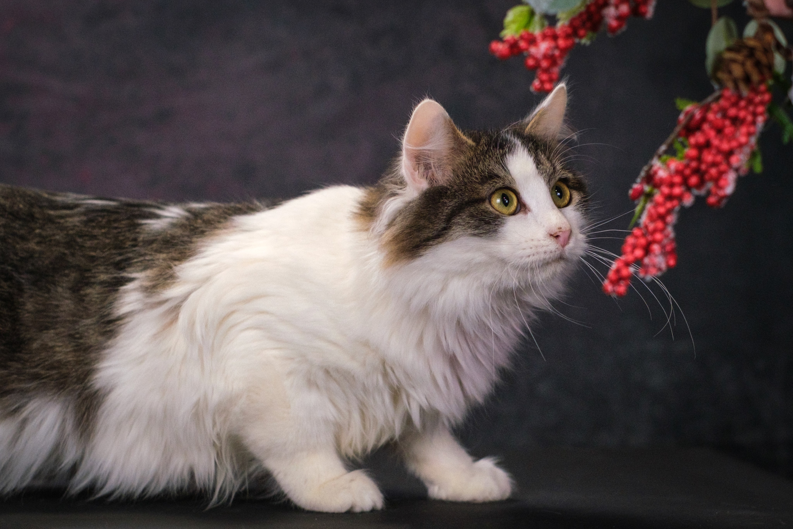 Котики Мурмурии). Зоофотограф, фотограф животных в Москве и области Дина Дамоцева