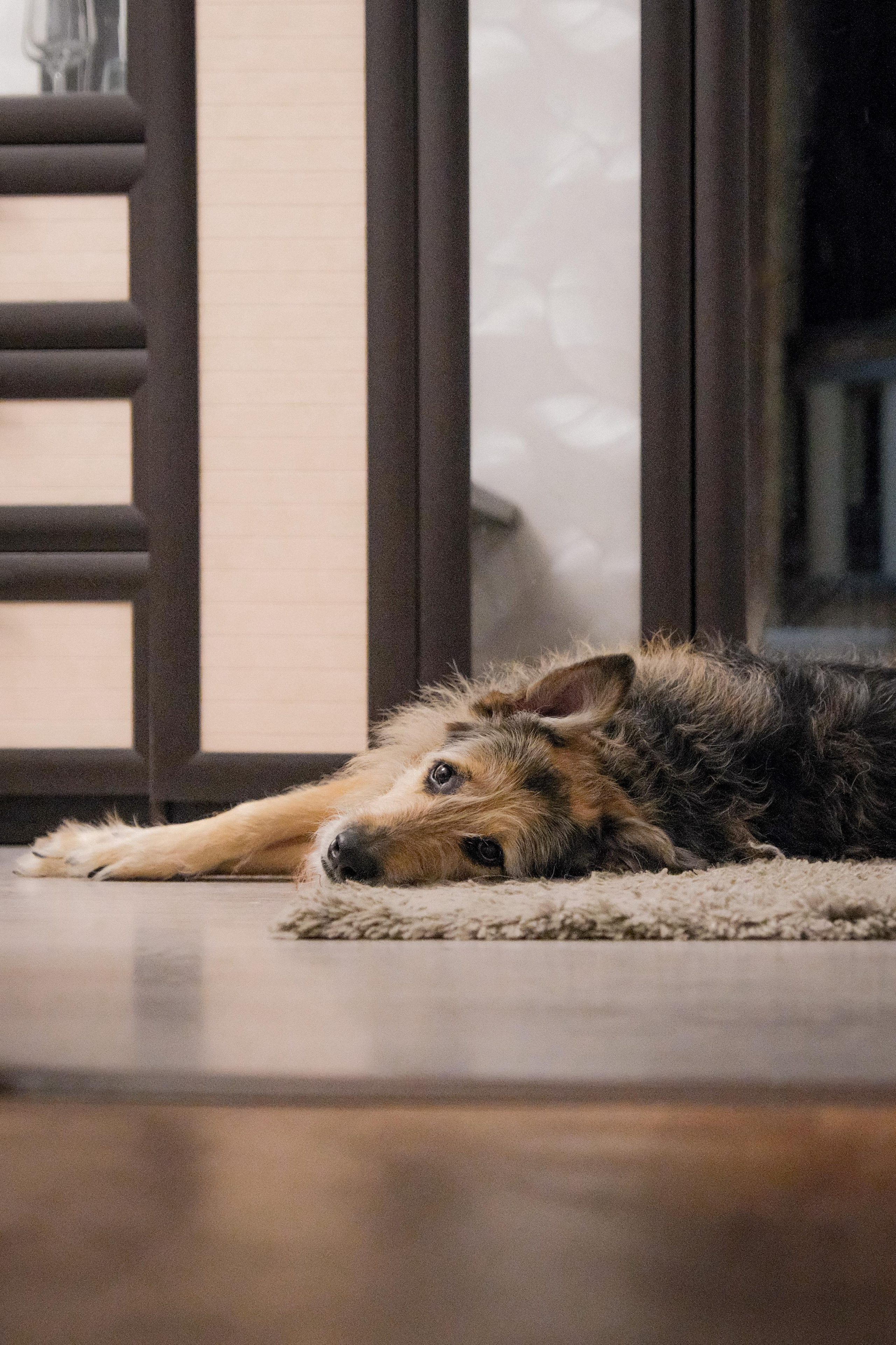 Съёмка животных. Фотограф в Москве Екатерина Толстых