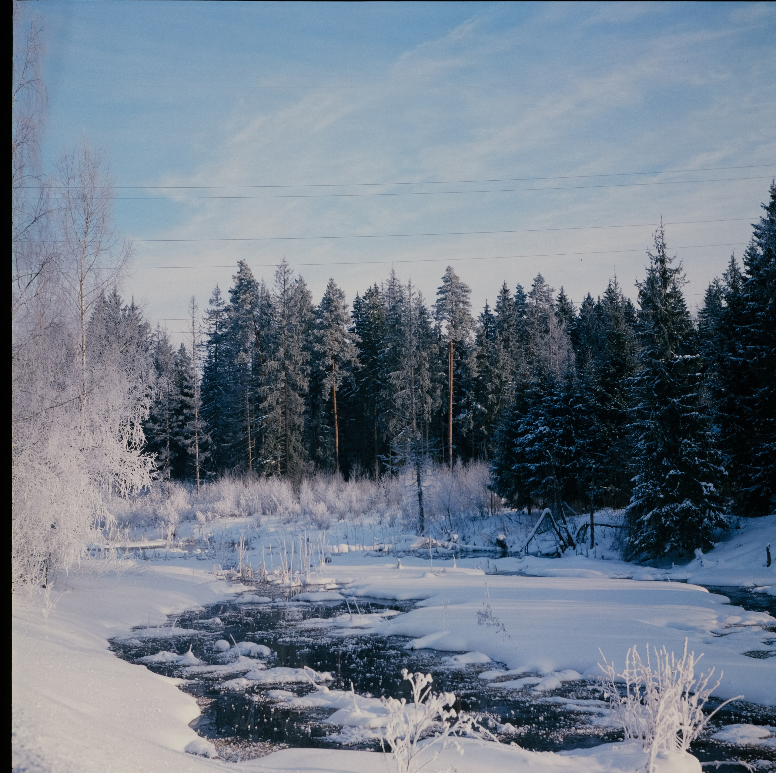 Koniflex — Fujichrome ASTIA 100 (at ISO 50) — Лукино, морозное утро