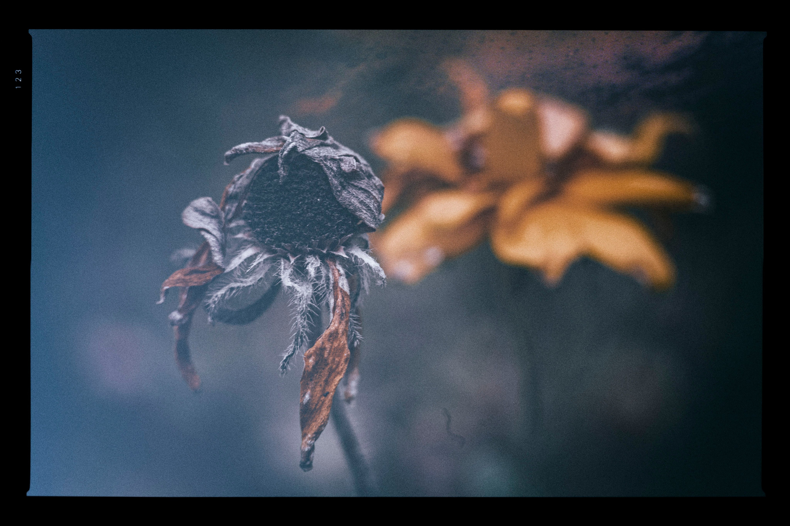 Осенние цветы. Фотограф Роман Адлер