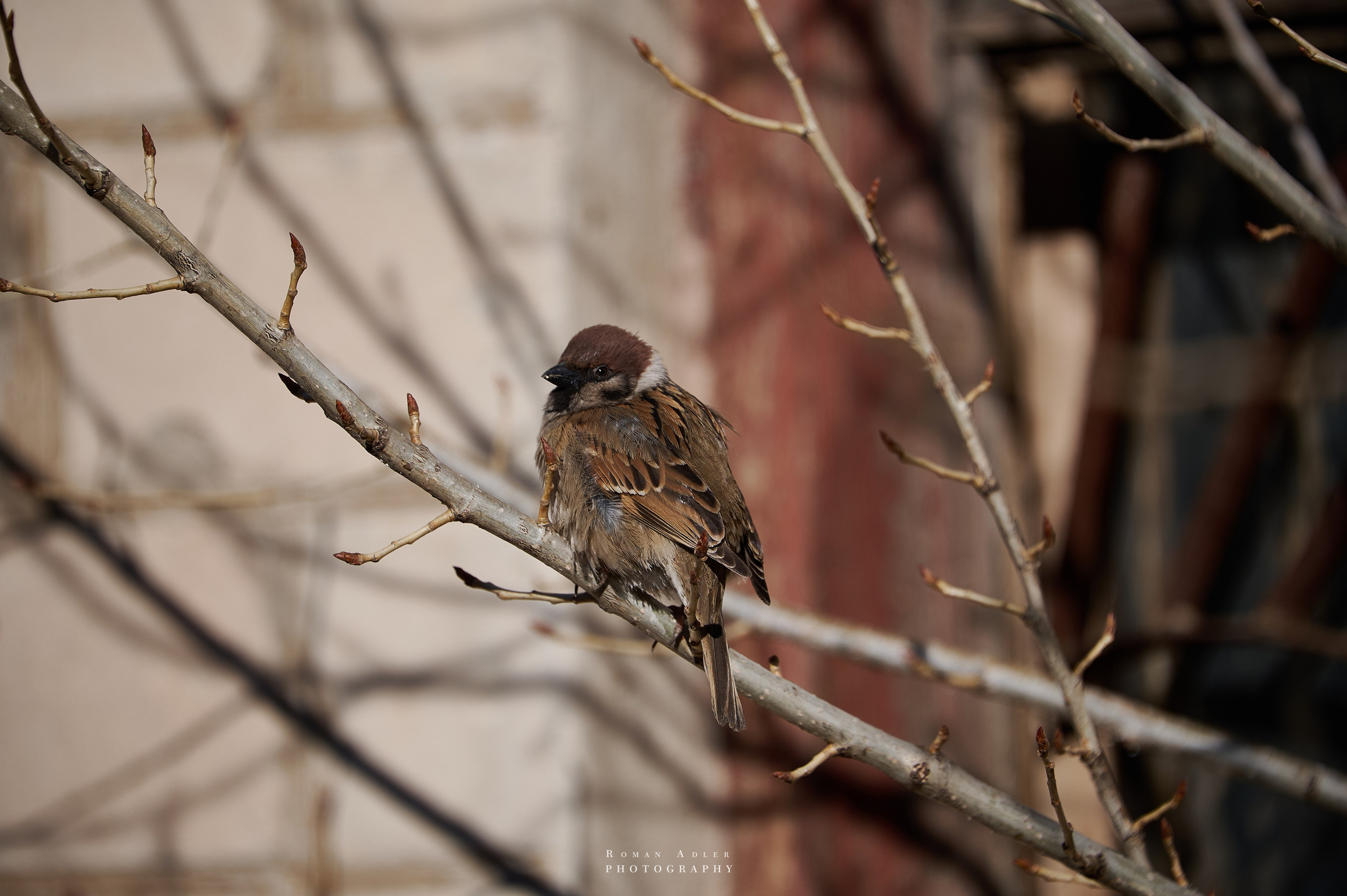Донецк. Февраль 2024. Фотограф Роман Адлер