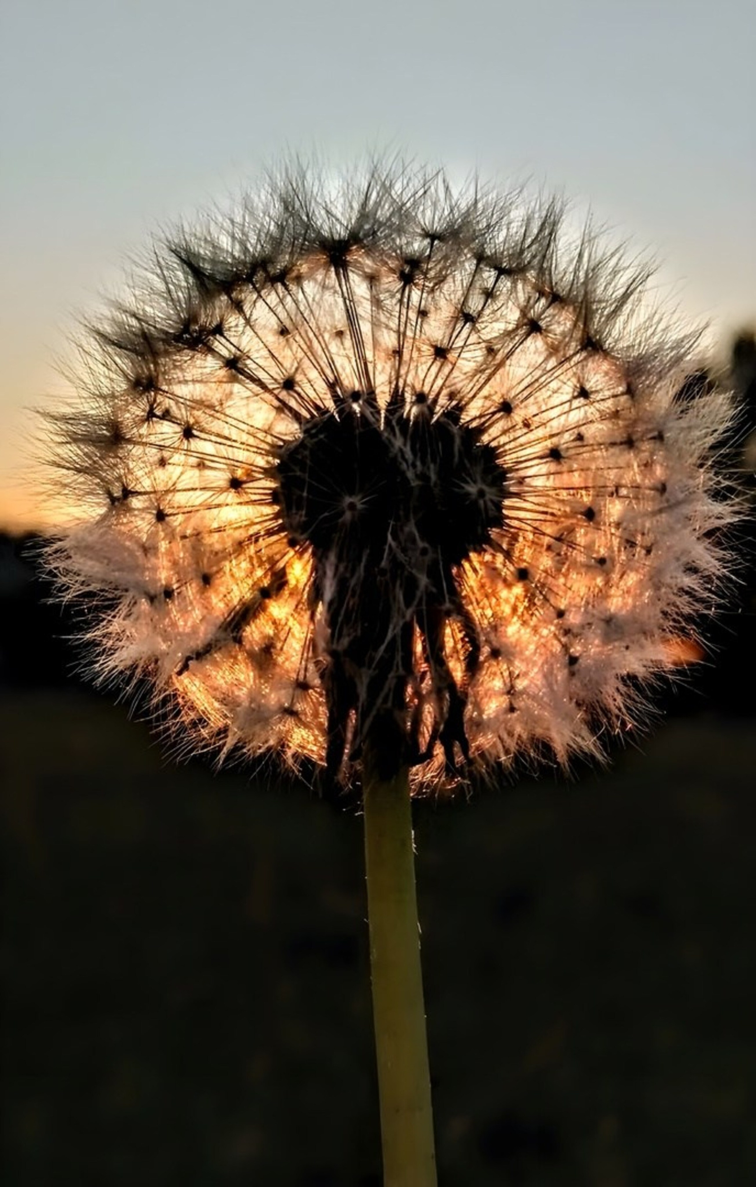 Nature. Надежда Козлова, фотограф, Санкт — Петербург