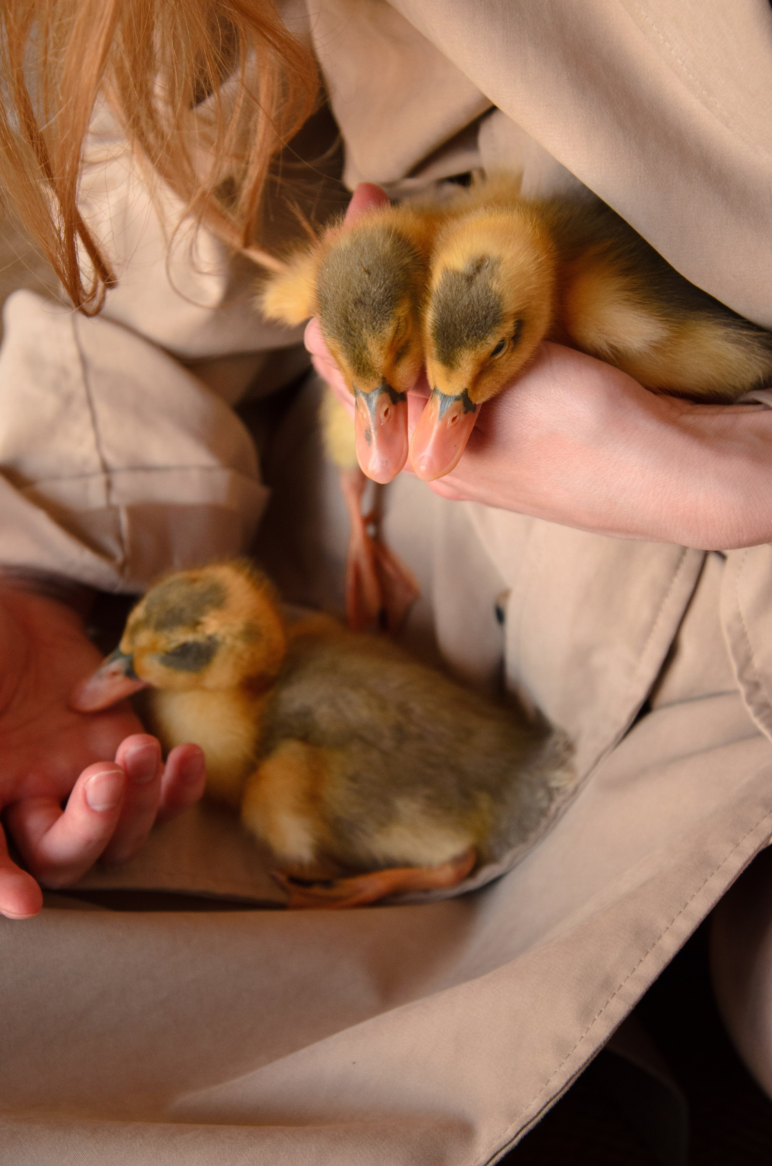 Утиные истории. Фотографы в Тюмени Андрей и Лидия Войвод