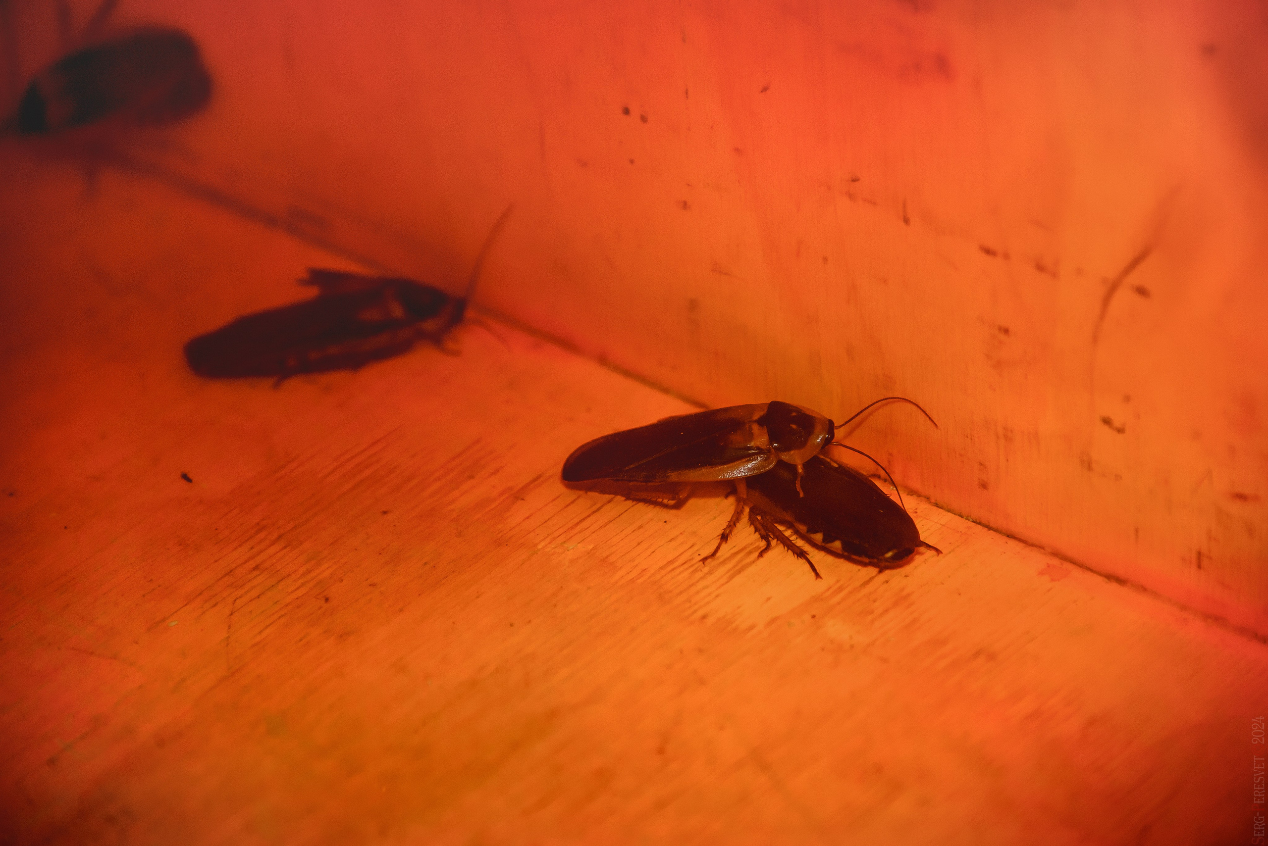 Треш-коробка. Ваш фотограф на праздник в Москве, Раменском, Жуковском, Люберцах