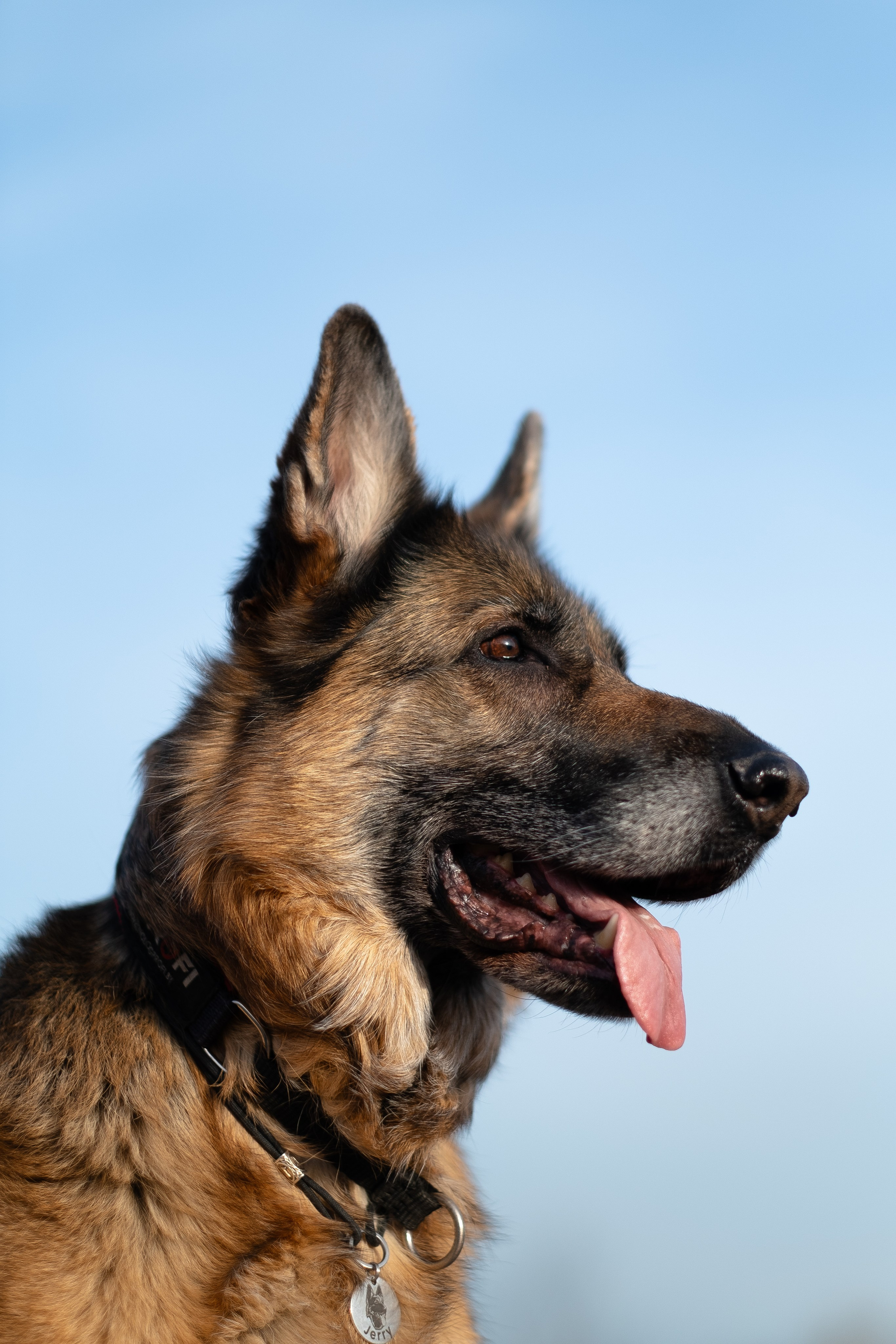 Оля и Джерри. Фотограф и видеограф анималист Аганина Дарья