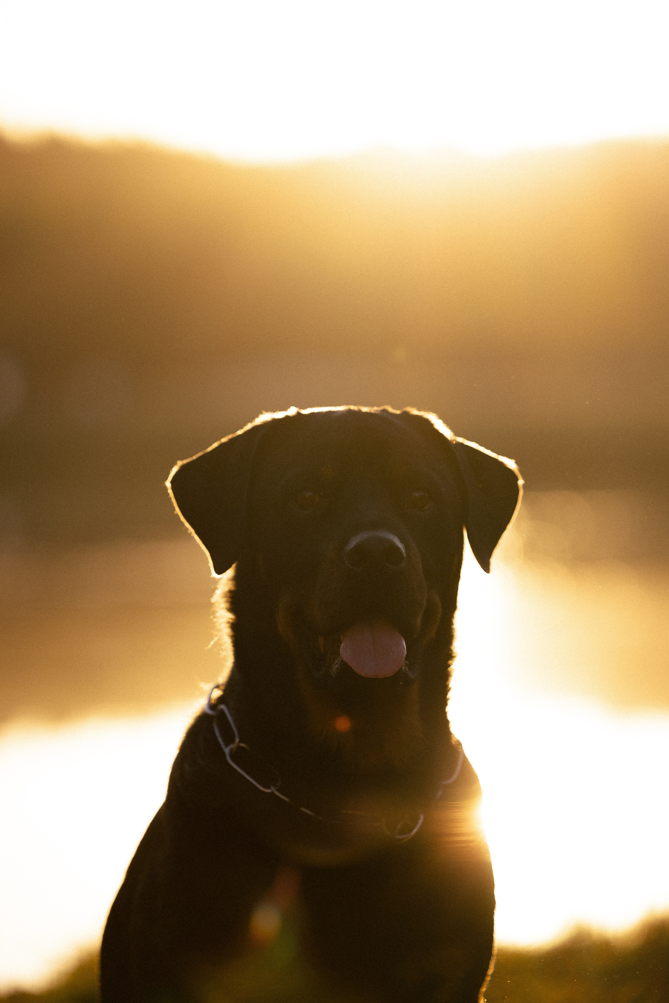 Катя, Леша, Лея и Трой. Фотограф и видеограф анималист Аганина Дарья
